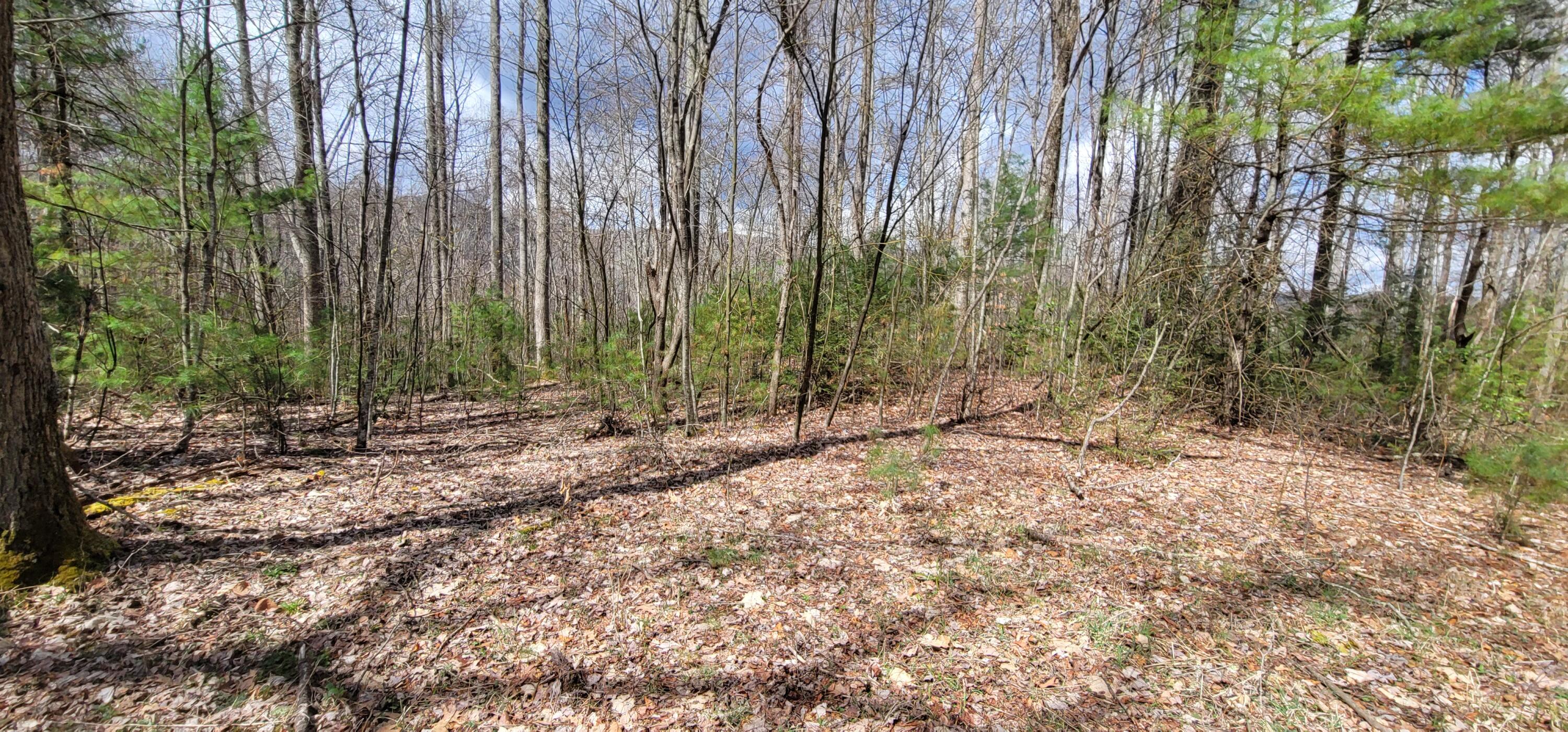 0 White Oak Road Butler, TN 37640 - Photo 5 of 25 20230327_131303