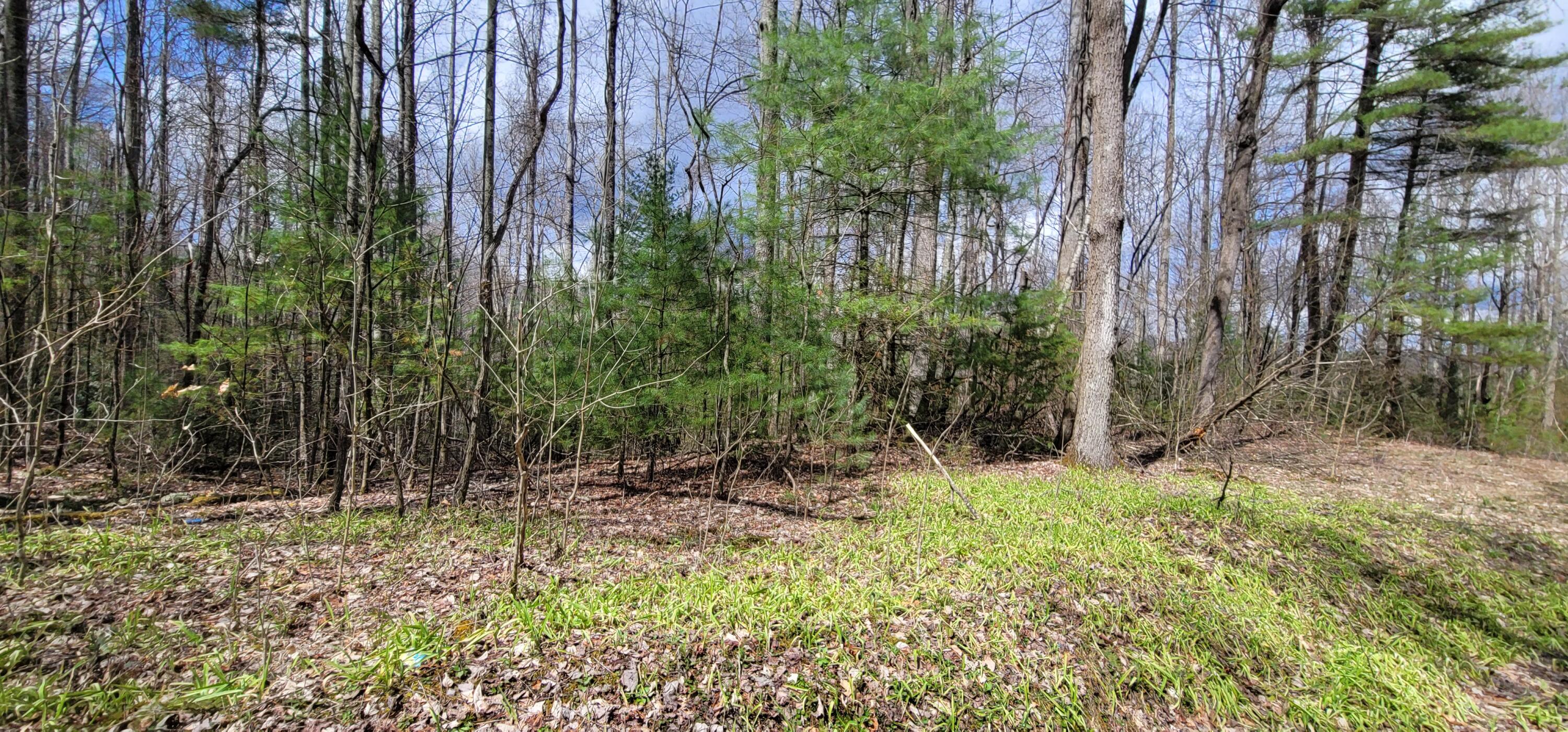 0 White Oak Road Butler, TN 37640 - Photo 7 of 25 20230327_131208