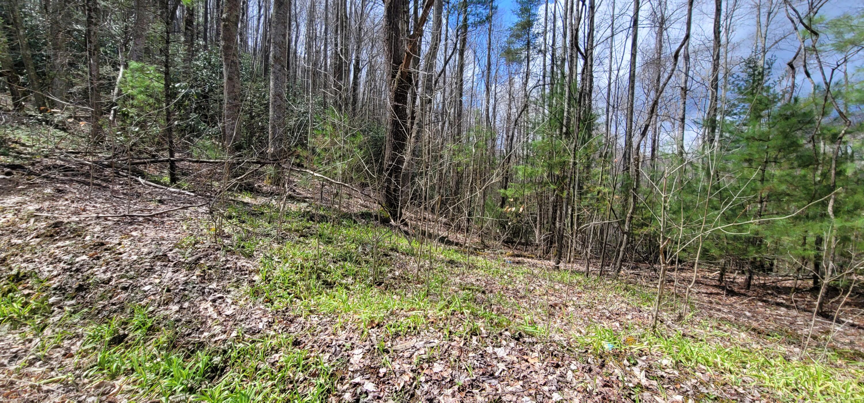 0 White Oak Road Butler, TN 37640 - Photo 8 of 25 20230327_131205