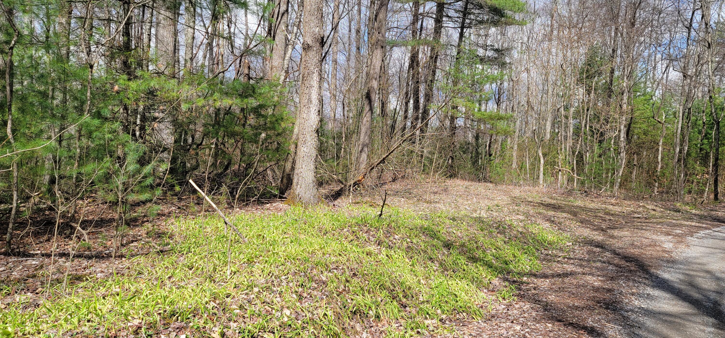 0 White Oak Road Butler, TN 37640 - Photo 9 of 25 20230327_131200
