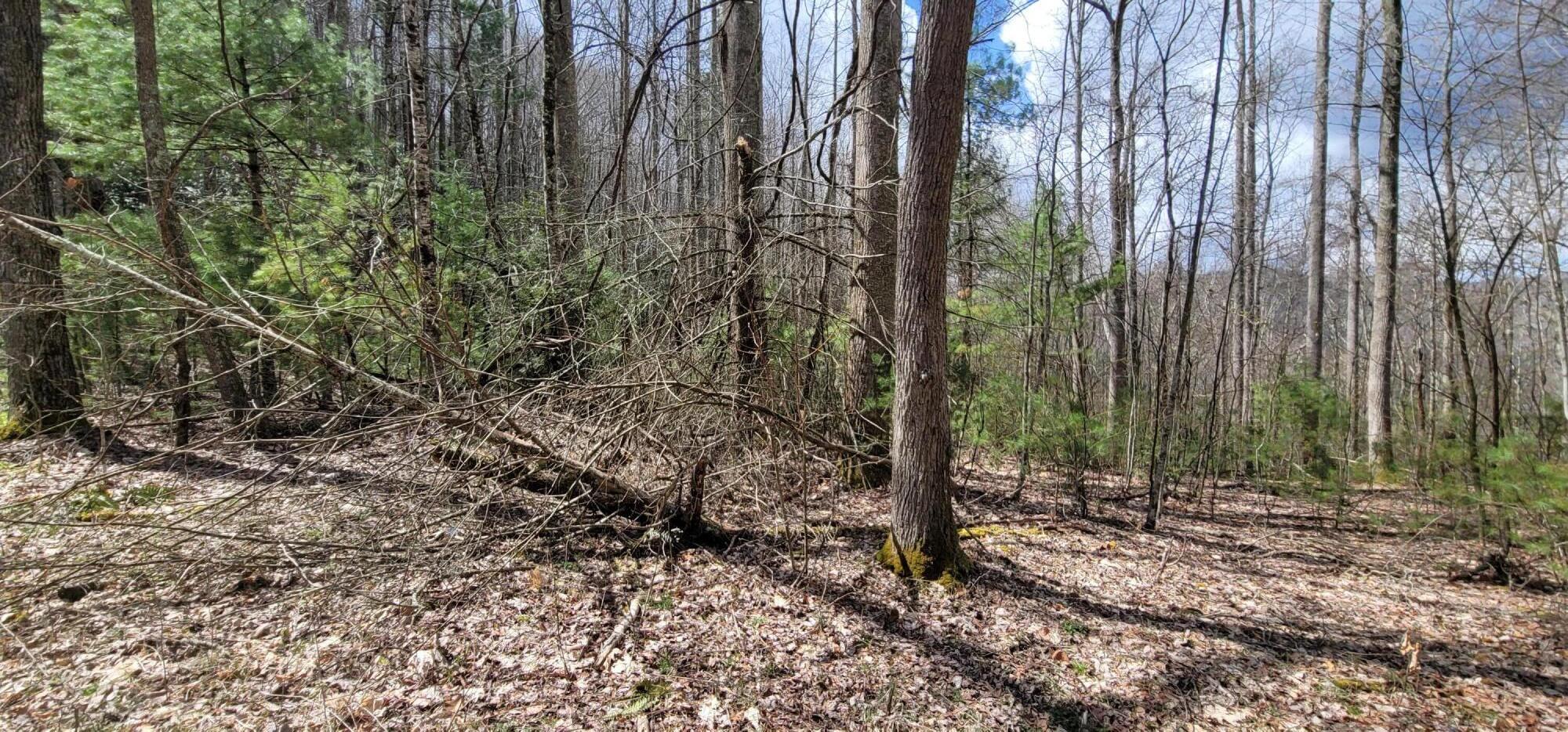 0 White Oak Road Butler, TN 37640 - Photo 10 of 25 20230327_131309