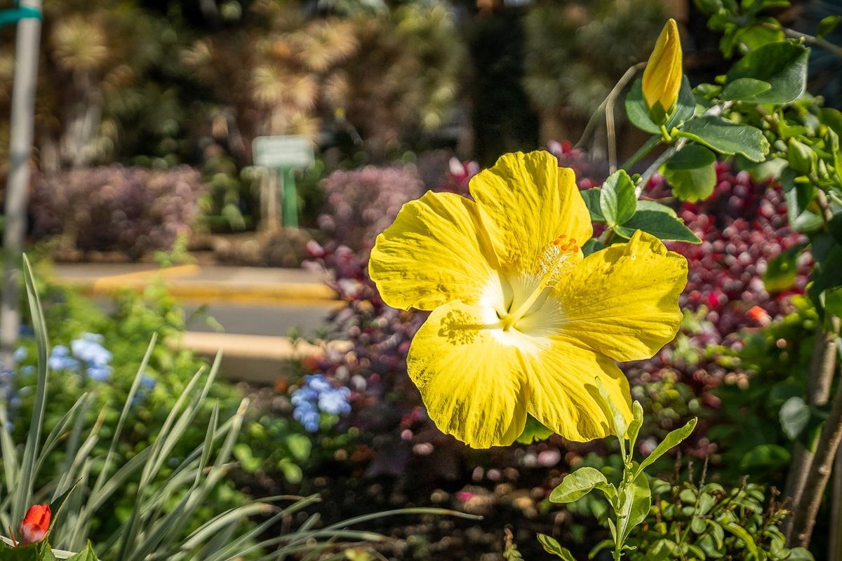 2191 South Kihei Road, Unit 3106 Kihei, HI 96753 - Photo 25 of 31