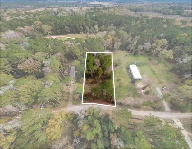 a view of a forest with large trees