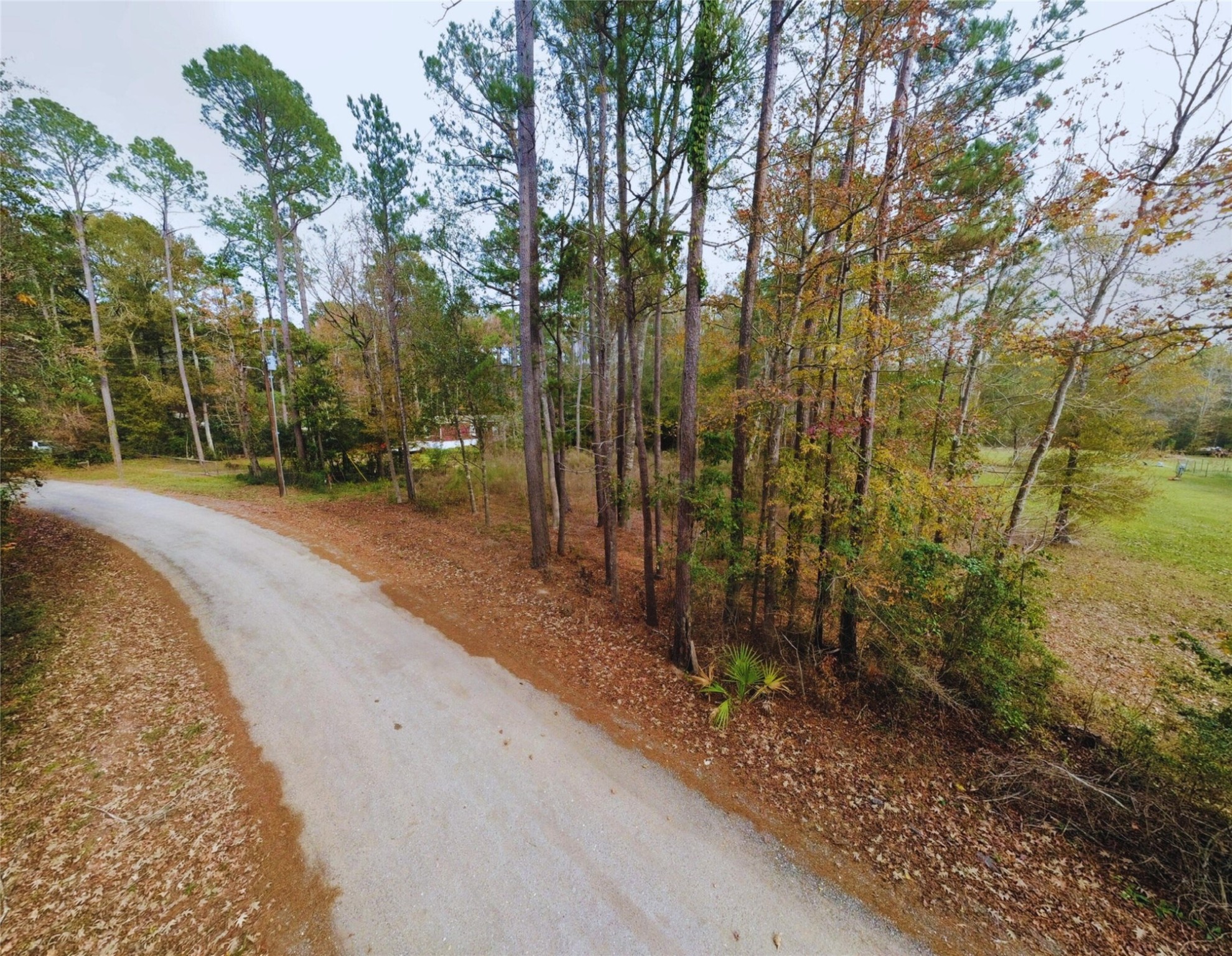 0 L L Denson Road Coldspring, TX 77331 - Photo 10 of 12 a view of a backyard with large trees