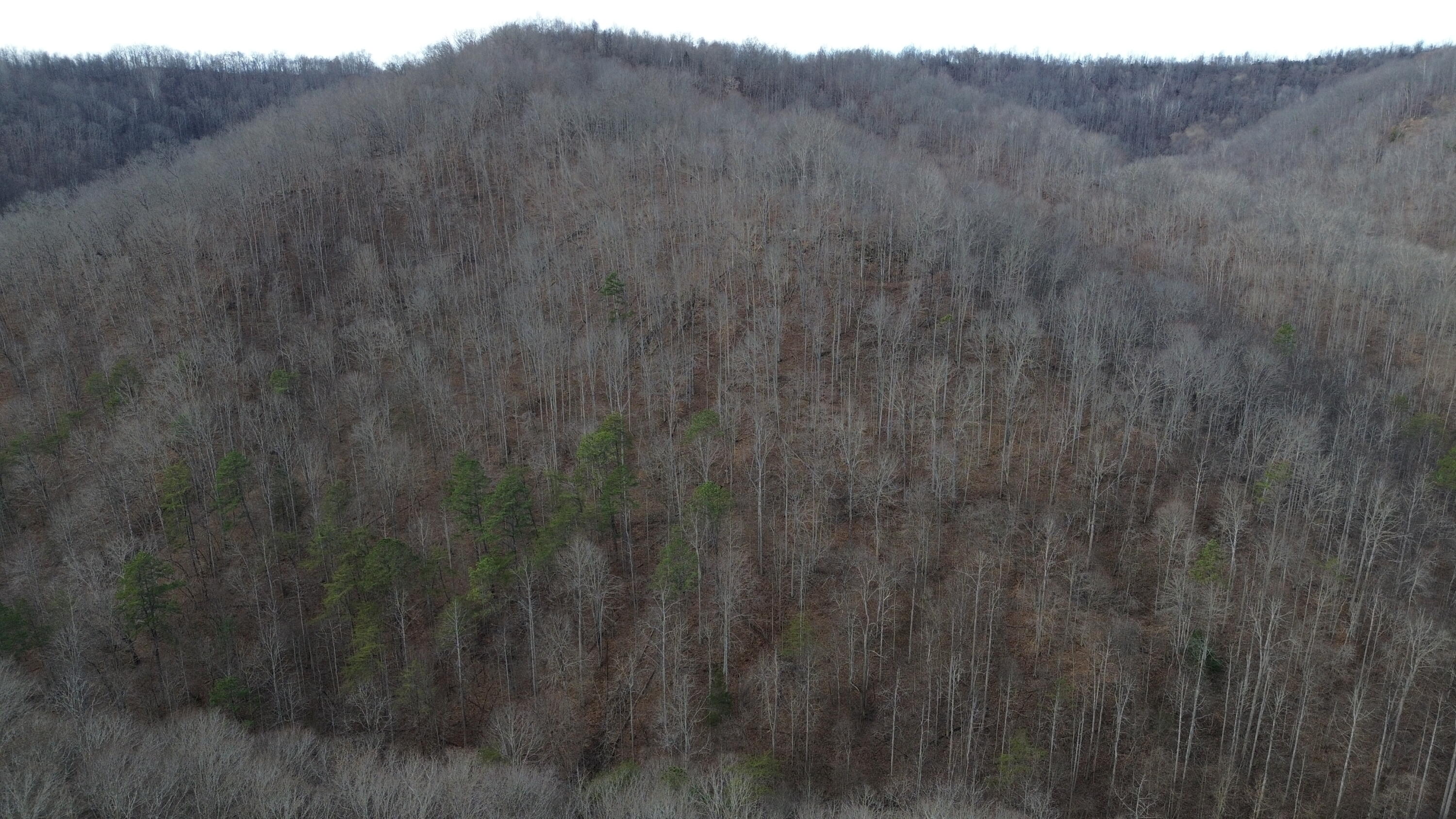 237 A Meat Scaffold Road Jackson, KY 41339 - Photo 32 of 44 Trees
