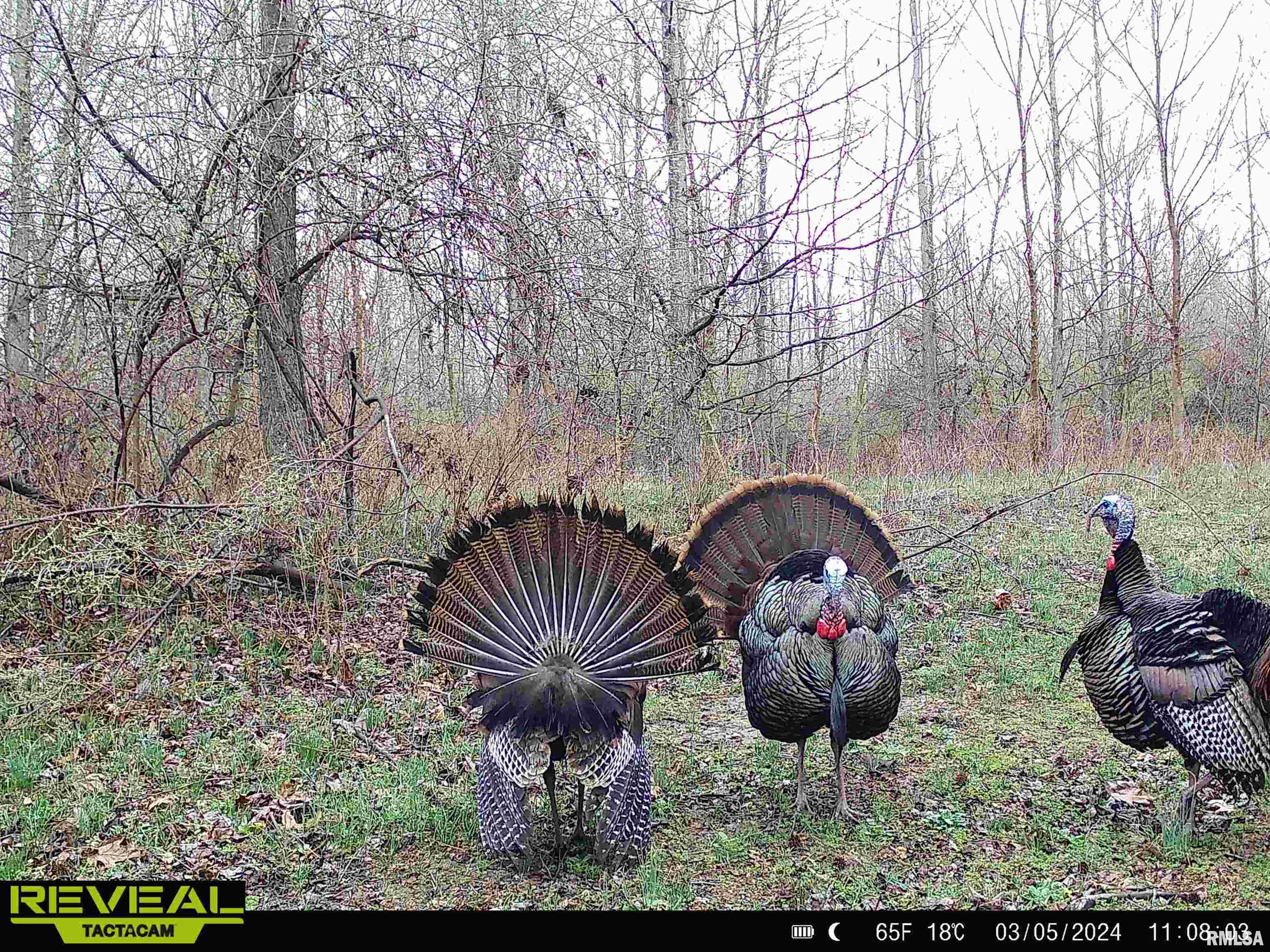 0 Propes Road Iuka, IL 62849 - Photo 16 of 100