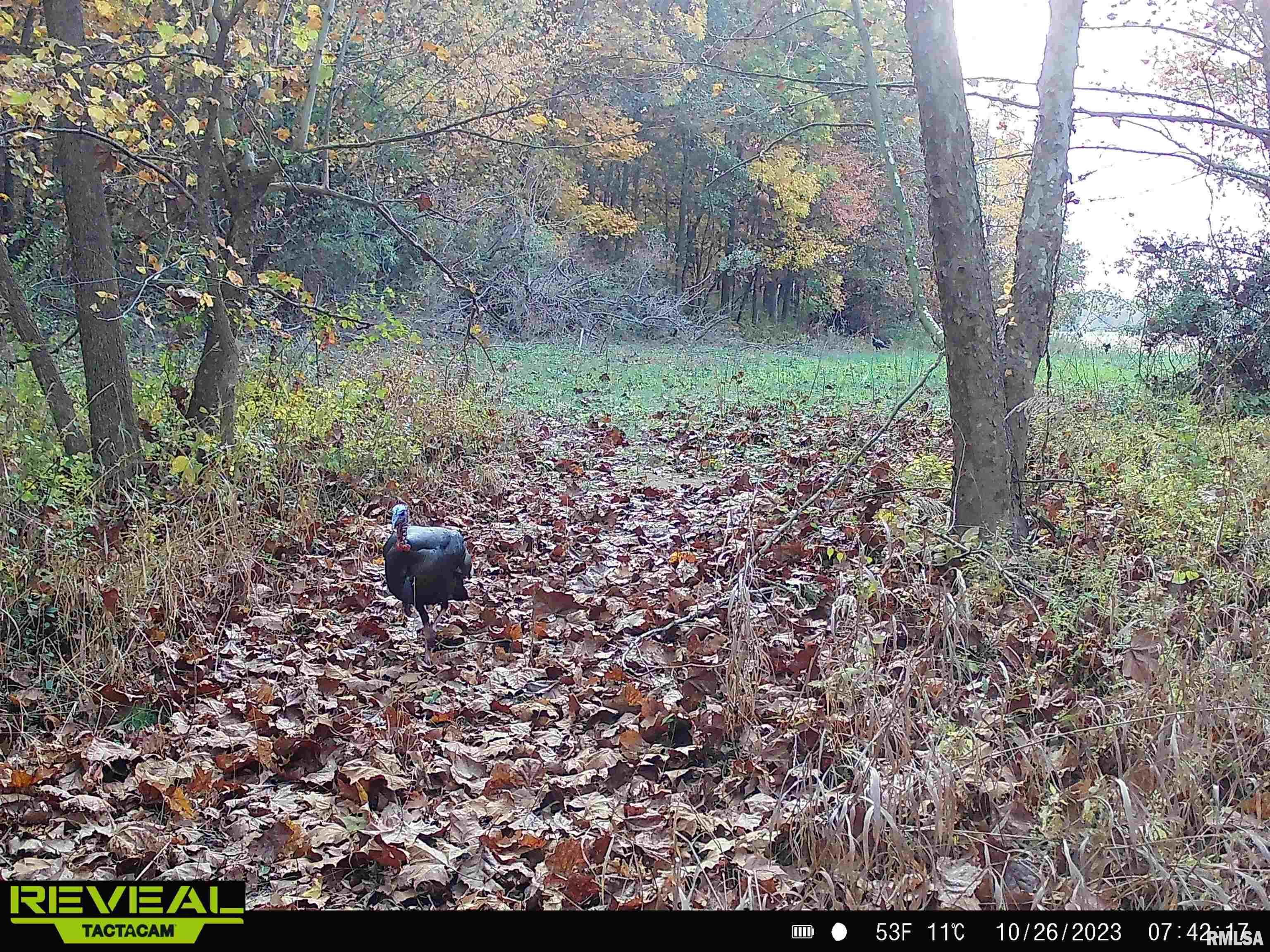 0 Propes Road Iuka, IL 62849 - Photo 18 of 100