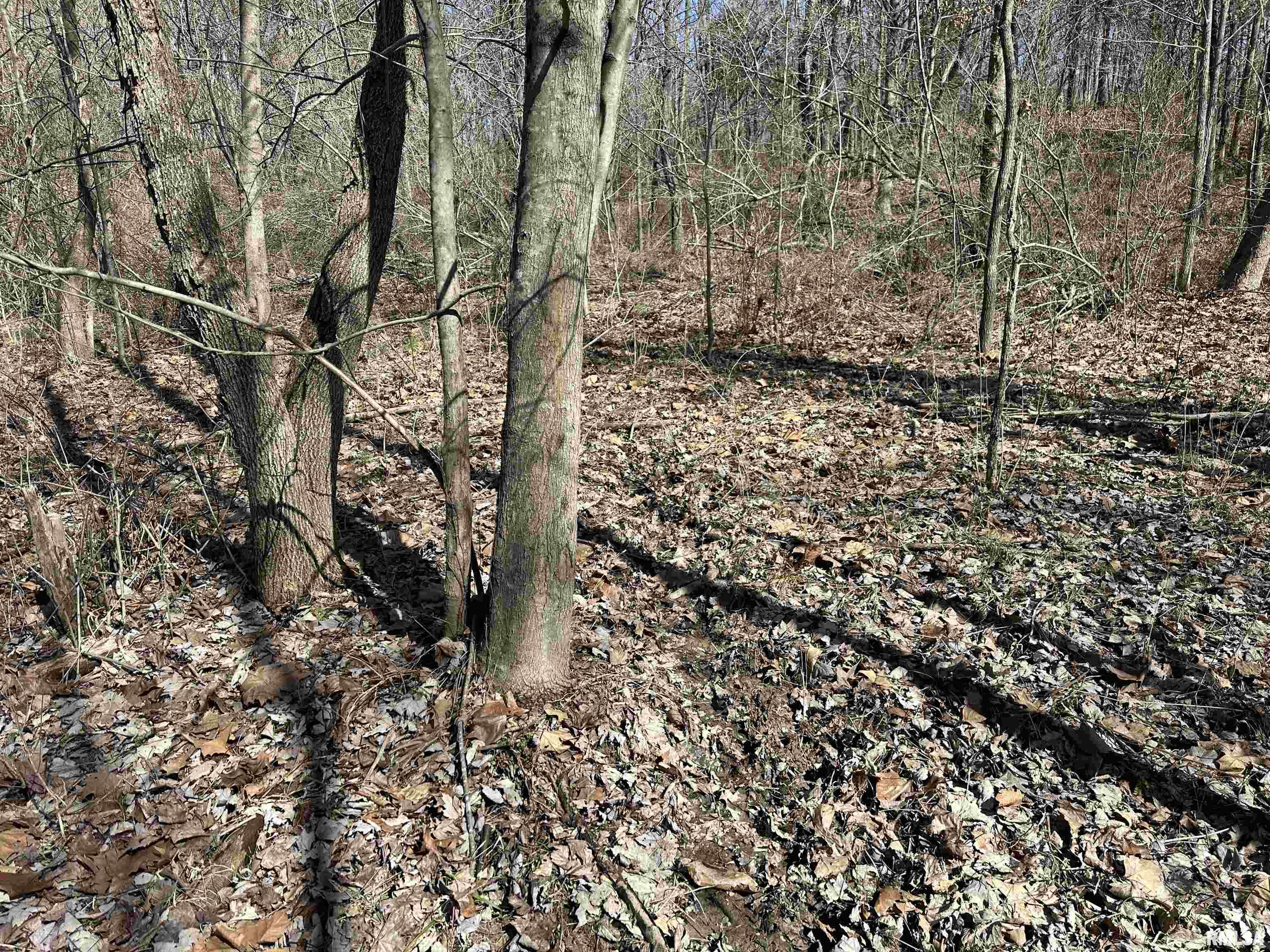 0 Propes Road Iuka, IL 62849 - Photo 59 of 100