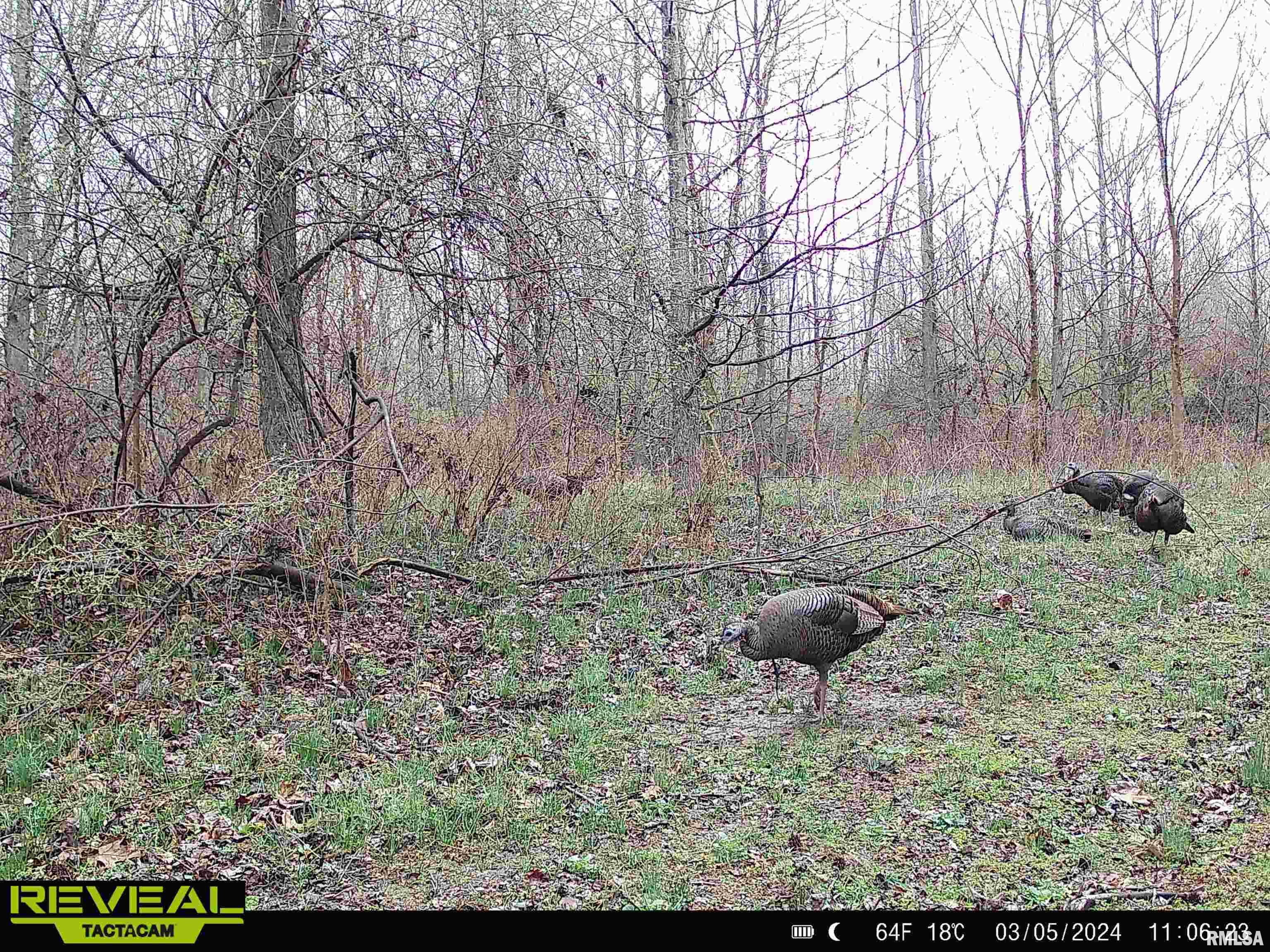 0 Propes Road Iuka, IL 62849 - Photo 73 of 100