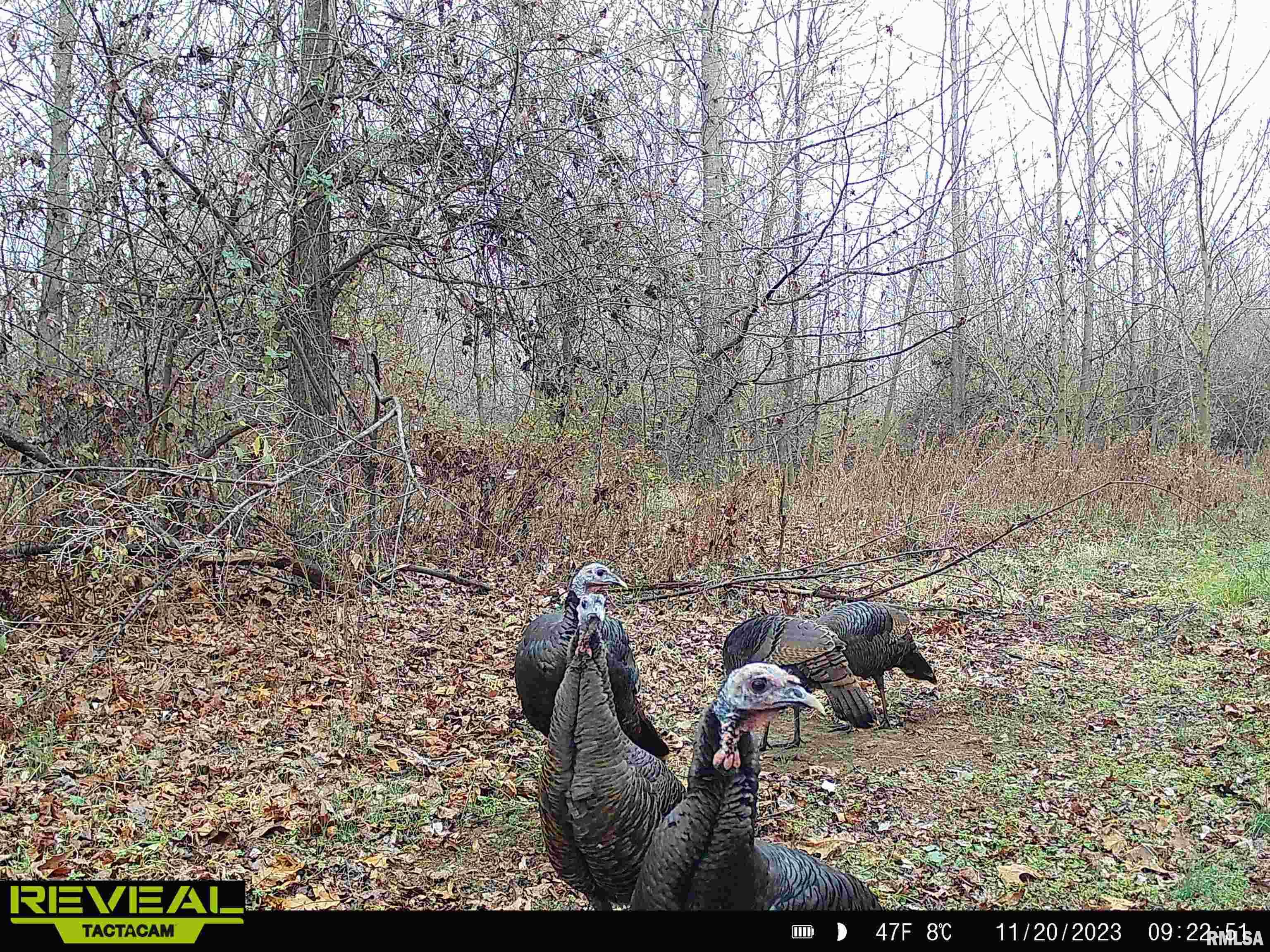 0 Propes Road Iuka, IL 62849 - Photo 91 of 100