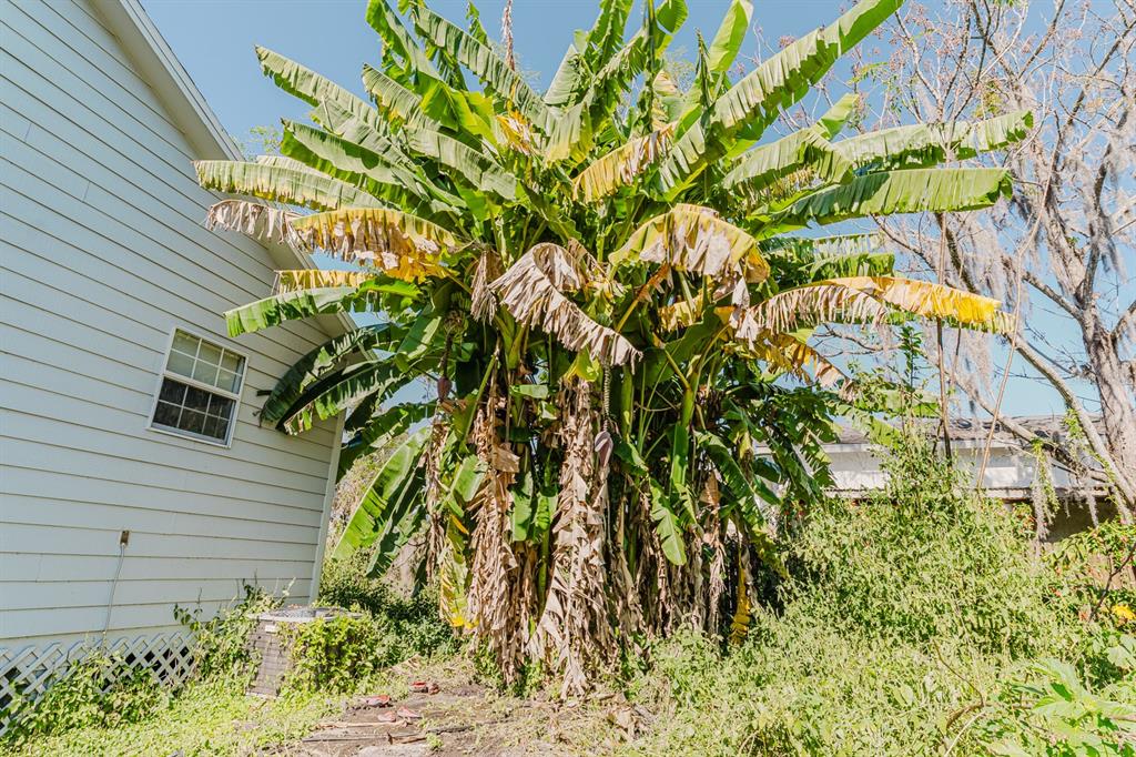 2935 Aein Road Orlando, FL 32817 - Photo 23 of 27 a plant that is in front of a house