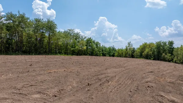 a view of a dry yard covered with trees