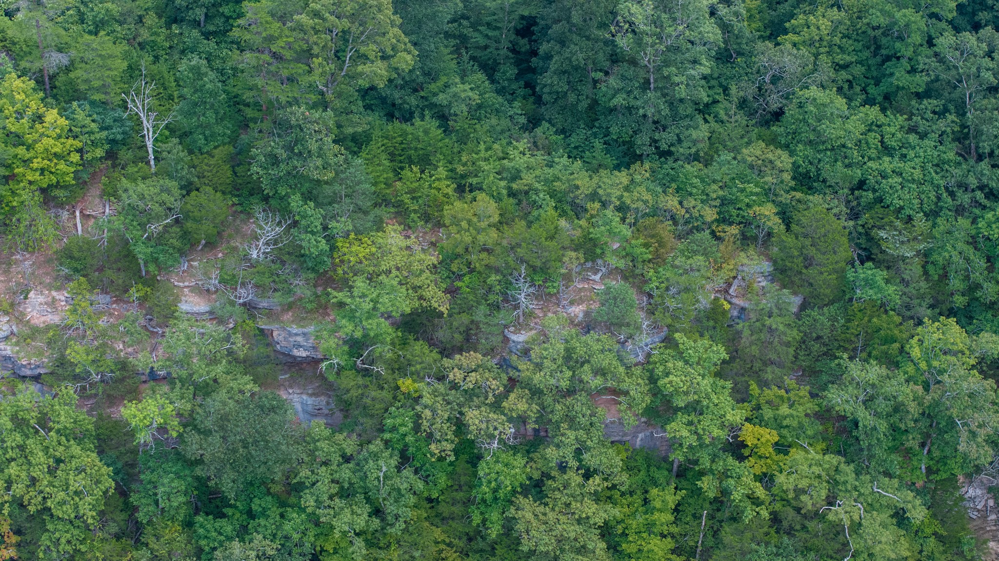 555 New Era Bluff Road Linden, TN 37096 - Photo 45 of 64 a view of a forest with a tree