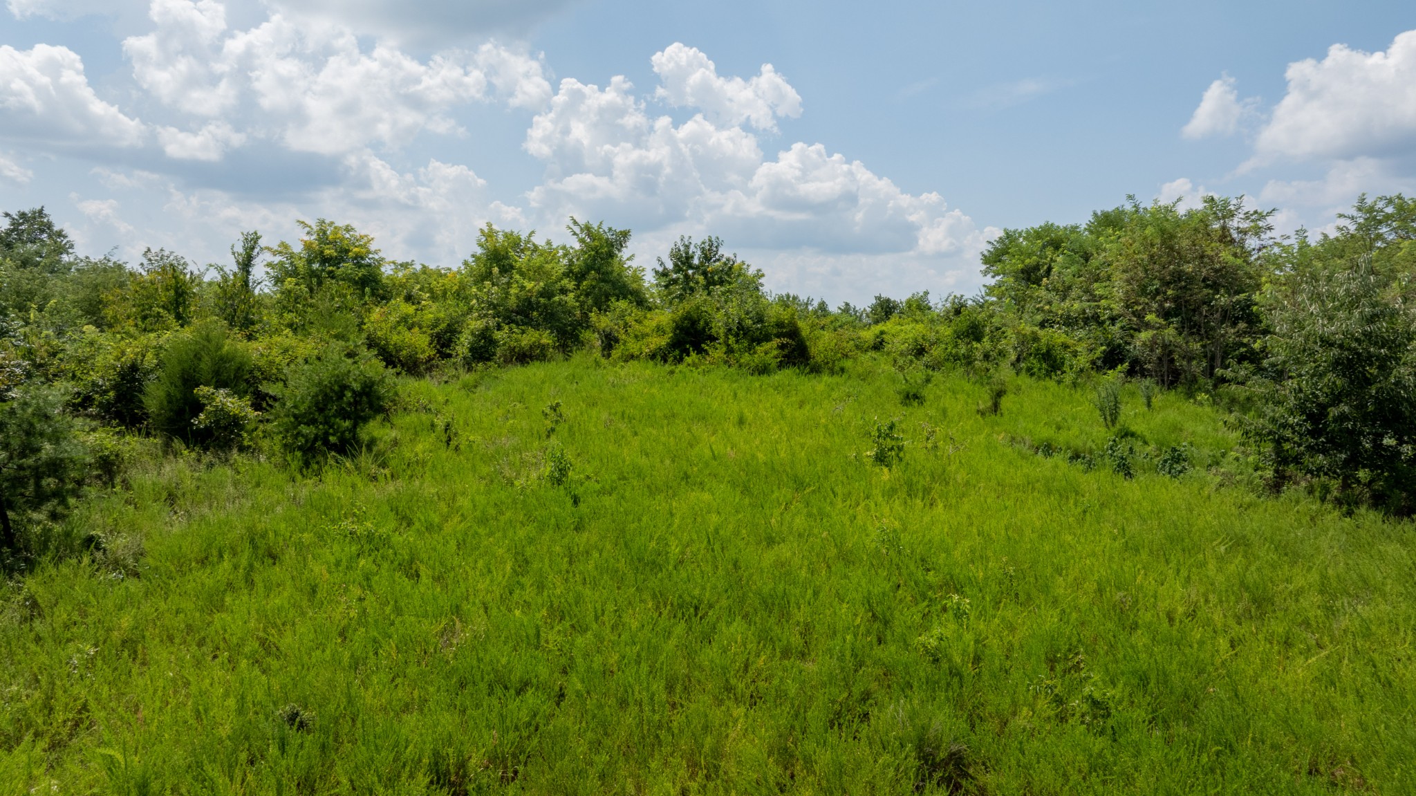 555 New Era Bluff Road Linden, TN 37096 - Photo 50 of 64 a backyard of a house with lots of green space