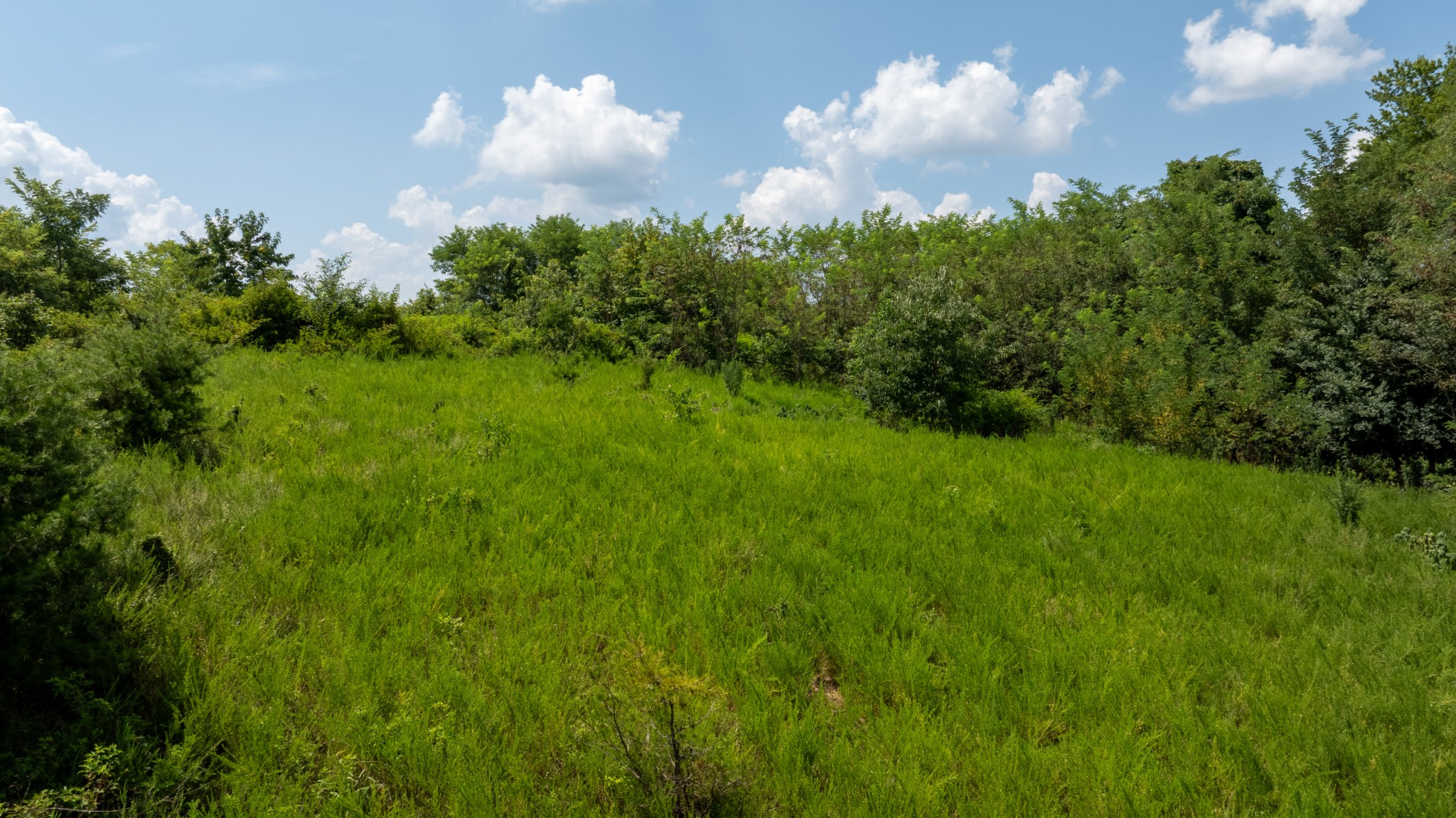 555 New Era Bluff Road Linden, TN 37096 - Photo 51 of 64 a view of a bunch of trees in background