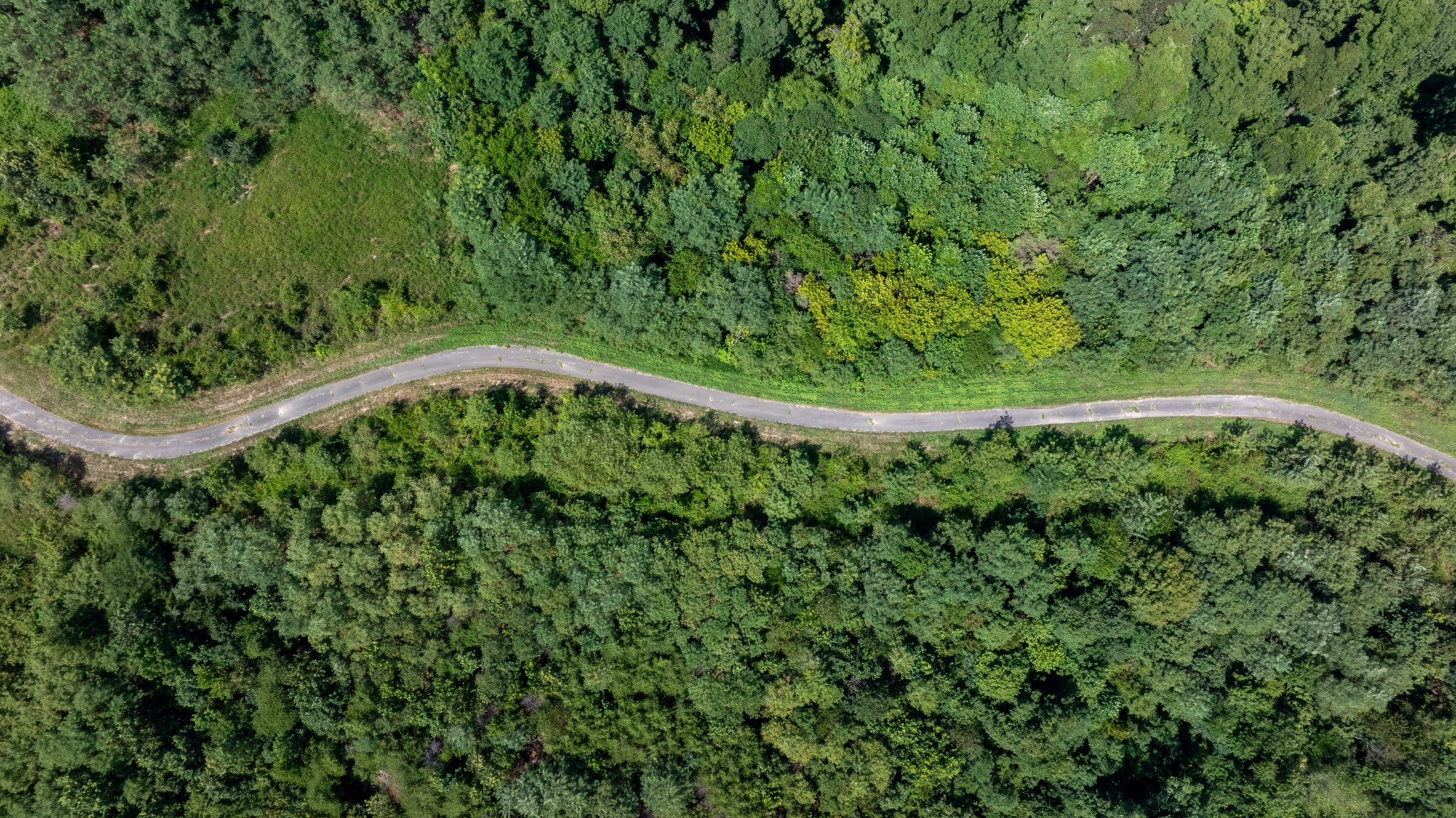 555 New Era Bluff Road Linden, TN 37096 - Photo 60 of 64 a close up of a plant in a garden