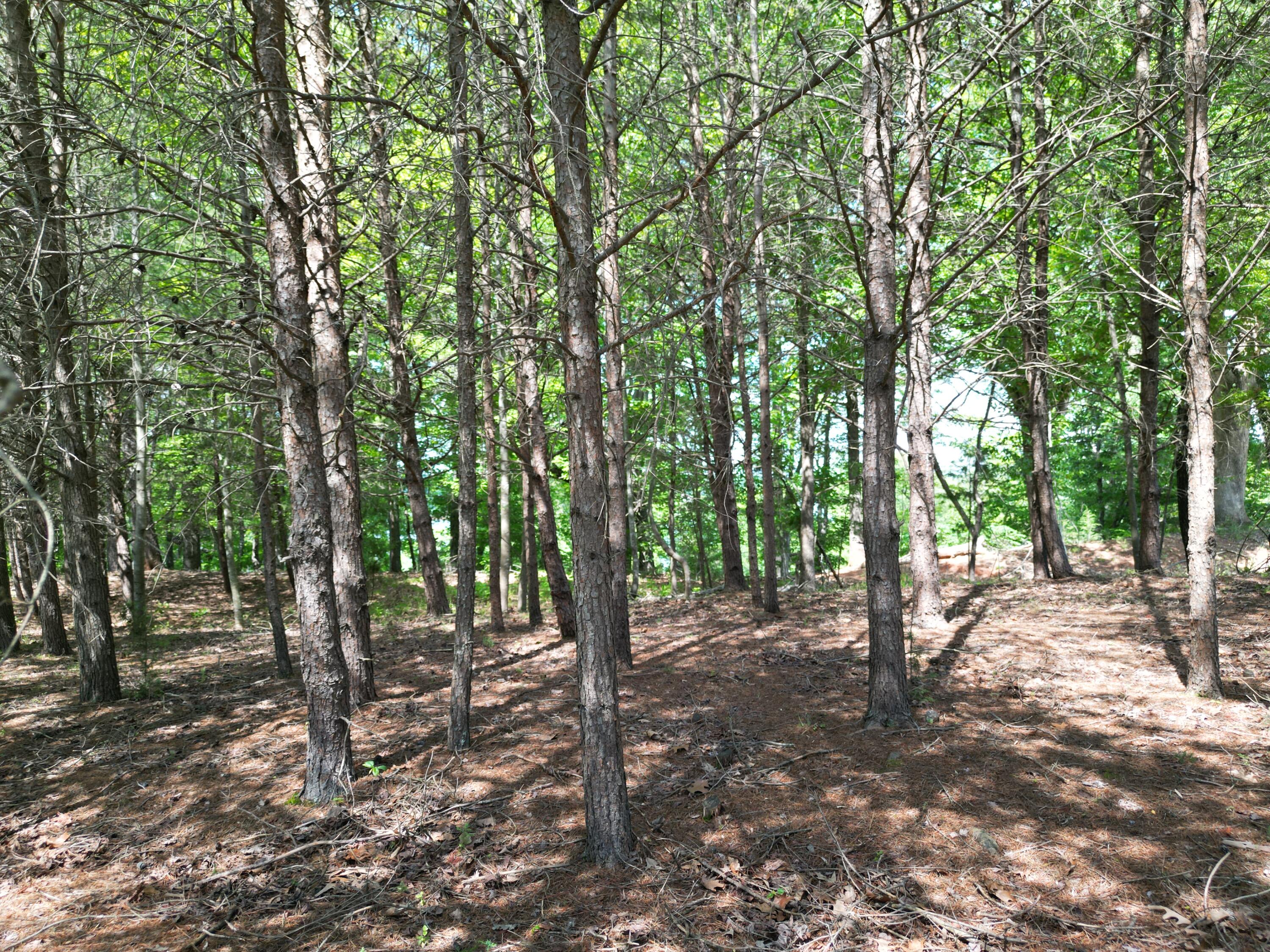 0 Ivy Lane Union Hall, VA 24176 - Photo 10 of 20 a view of outdoor space and trees