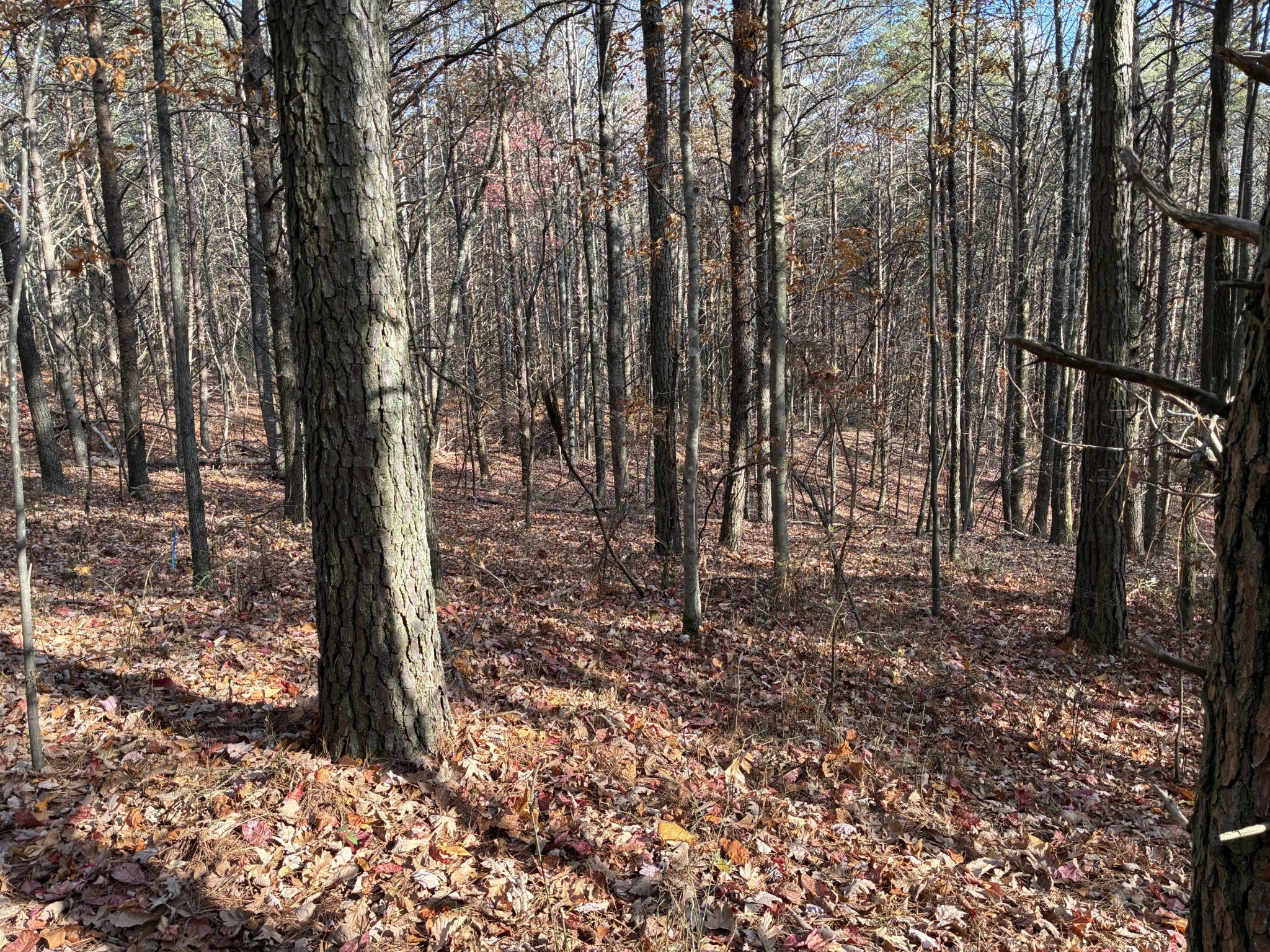 360 Bootleg Bend Guild, TN 37340 - Photo 17 of 42 Gallery Image 17