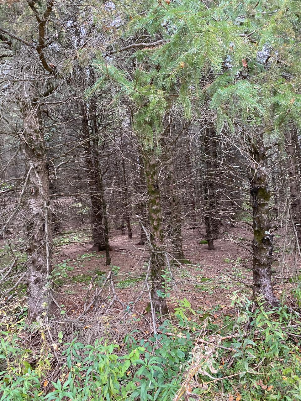 Near Vascheau Road Merrill, WI 54452 - Photo 15 of 19 Gallery Image 15