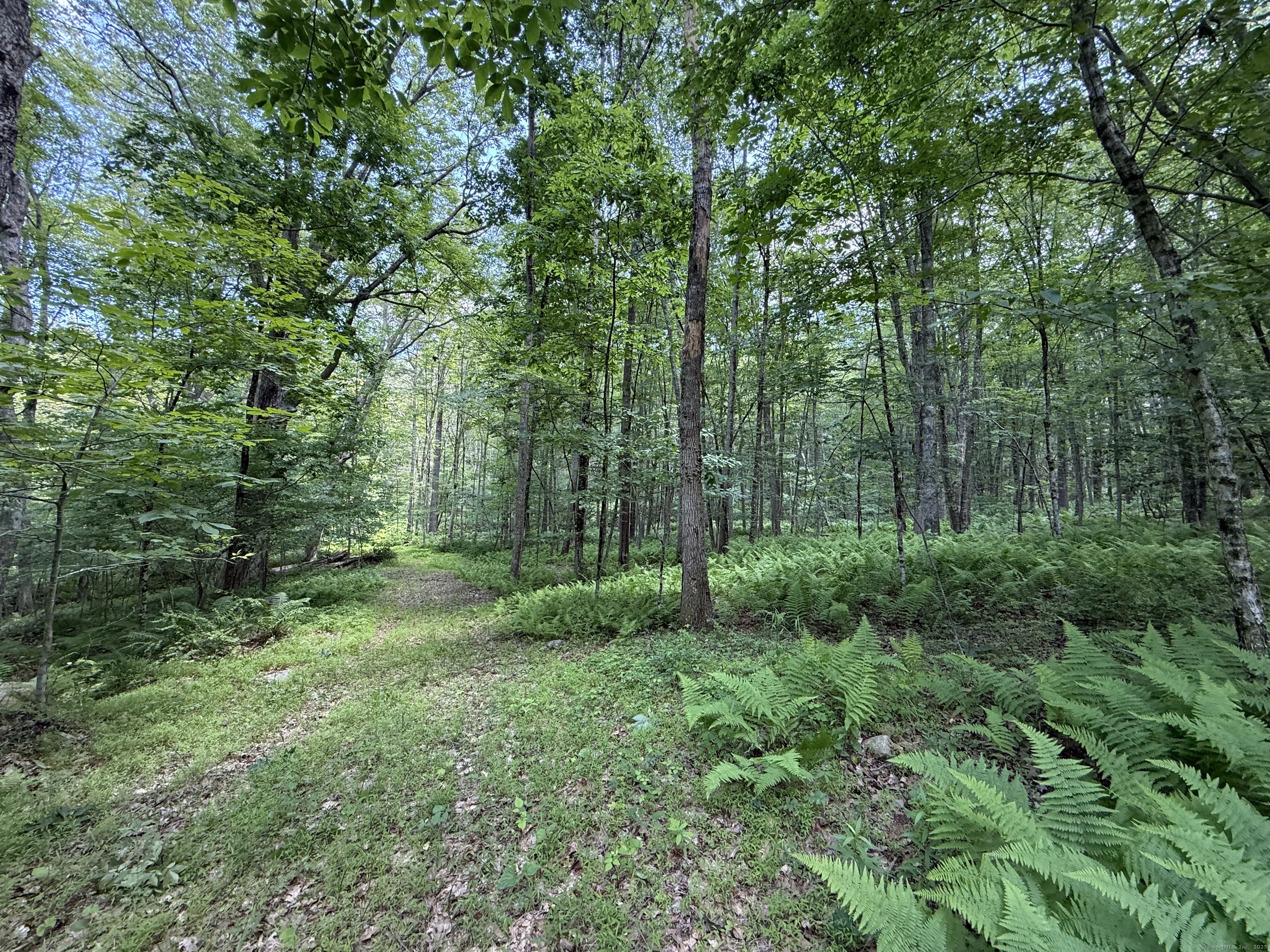 a view of a lush green forest