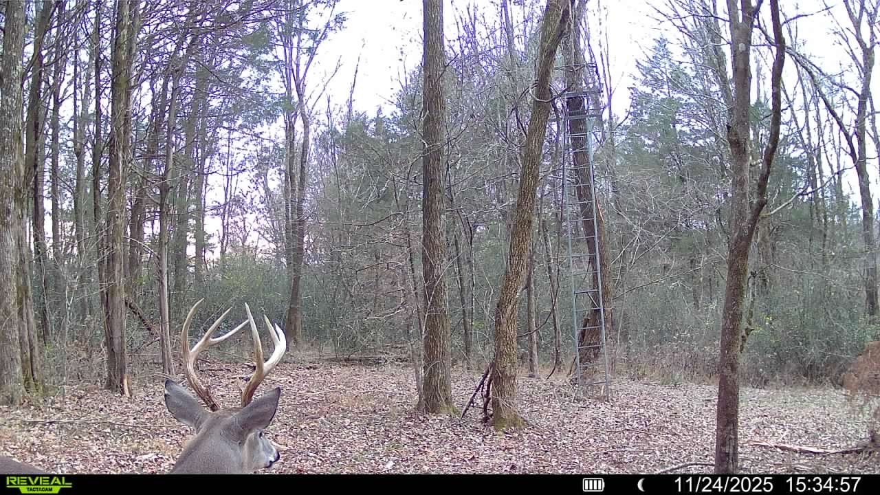 499 Tallent Road Pulaski, TN 38478 - Photo 11 of 38 a backyard of a house with lots of green space