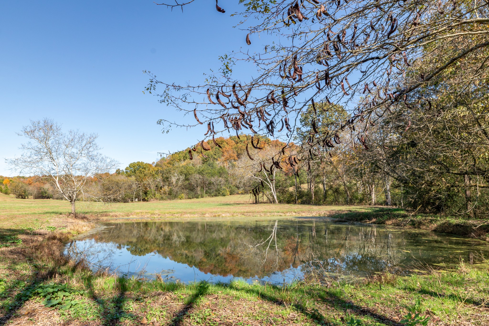 499 Tallent Road Pulaski, TN 38478 - Photo 15 of 38 a view of lake with green space