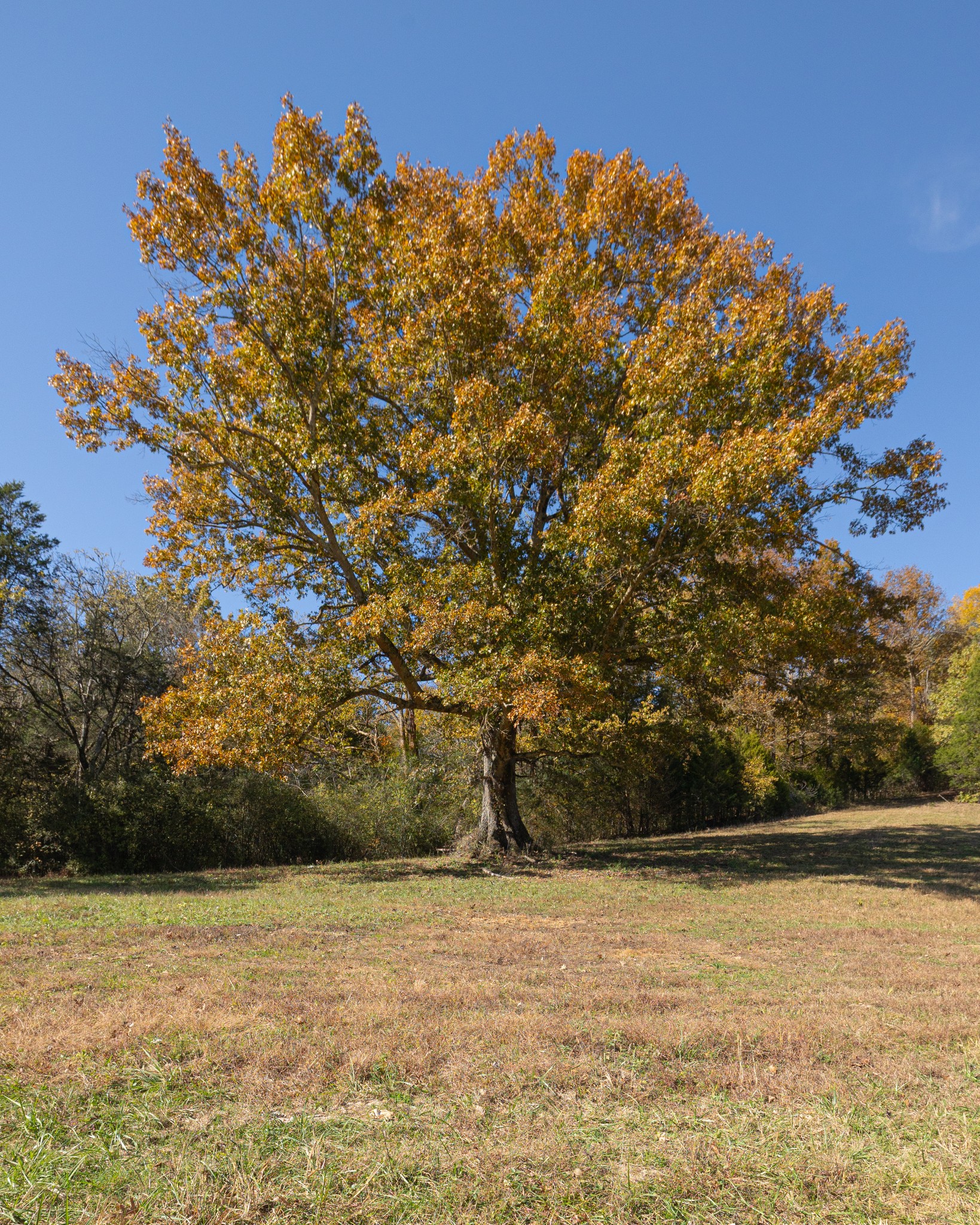 499 Tallent Road Pulaski, TN 38478 - Photo 7 of 38 a view of an ocean
