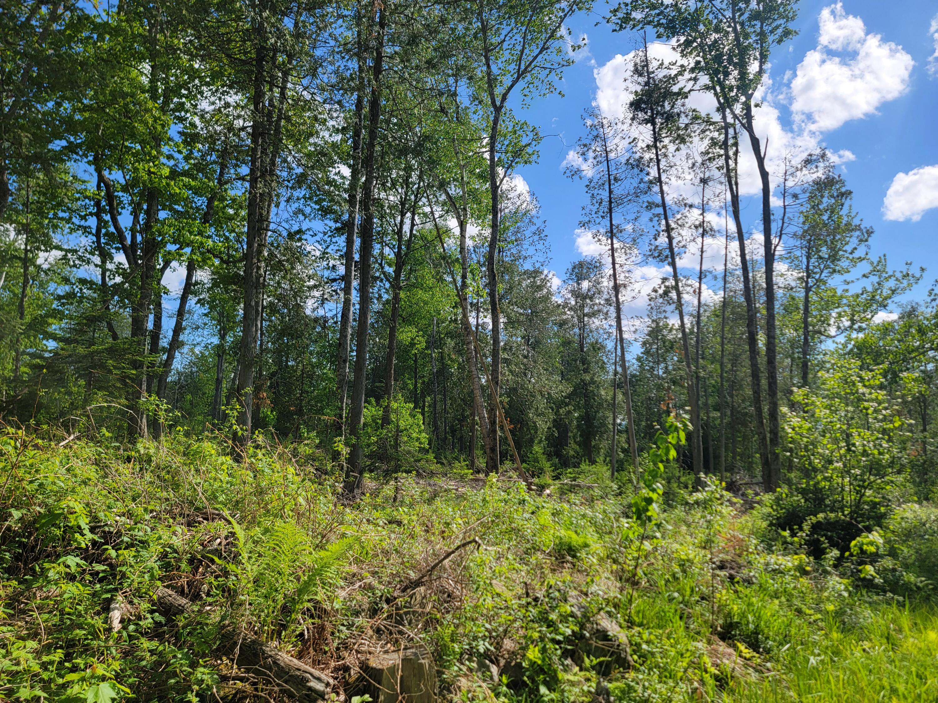 Lot 2 Bayside Road Ellsworth, ME 04605 - Photo 4 of 6 20240529_160422