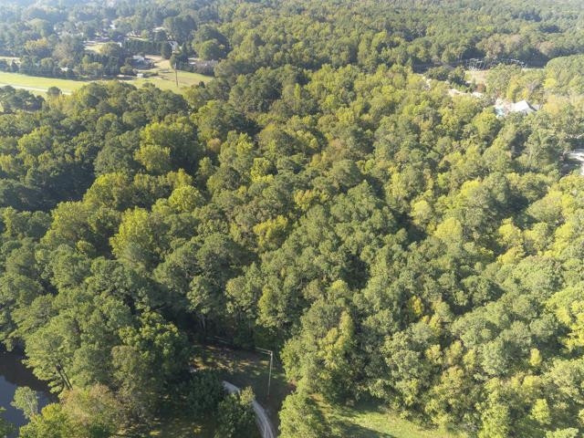 a view of a forest with a tree