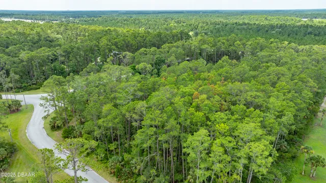 a view of a forest with a street