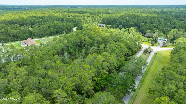 a view of a lush green forest with trees and some plants