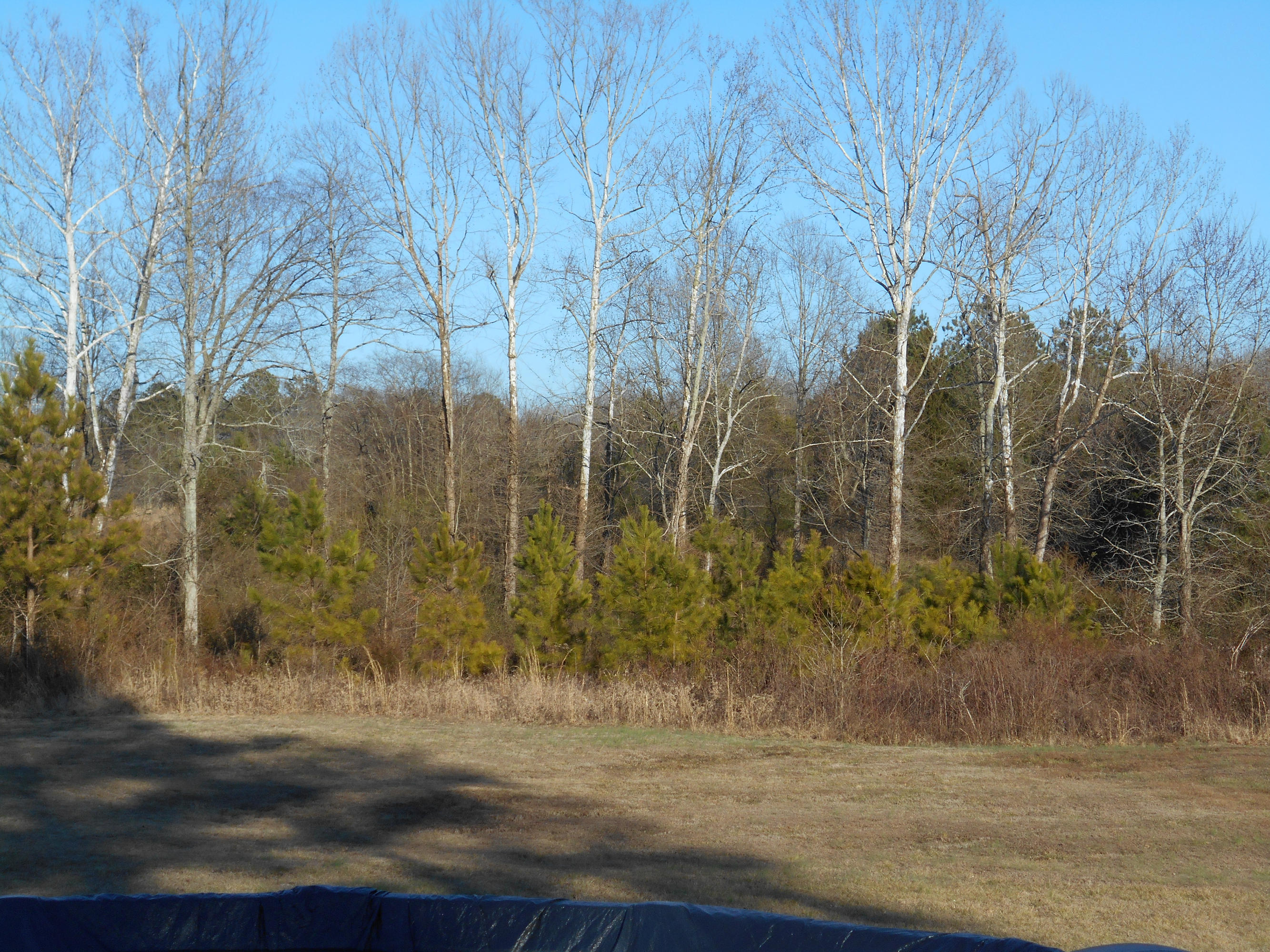 2101 Southeast Hunt Road Cleveland, TN 37323 - Photo 24 of 28 Woods in the back!