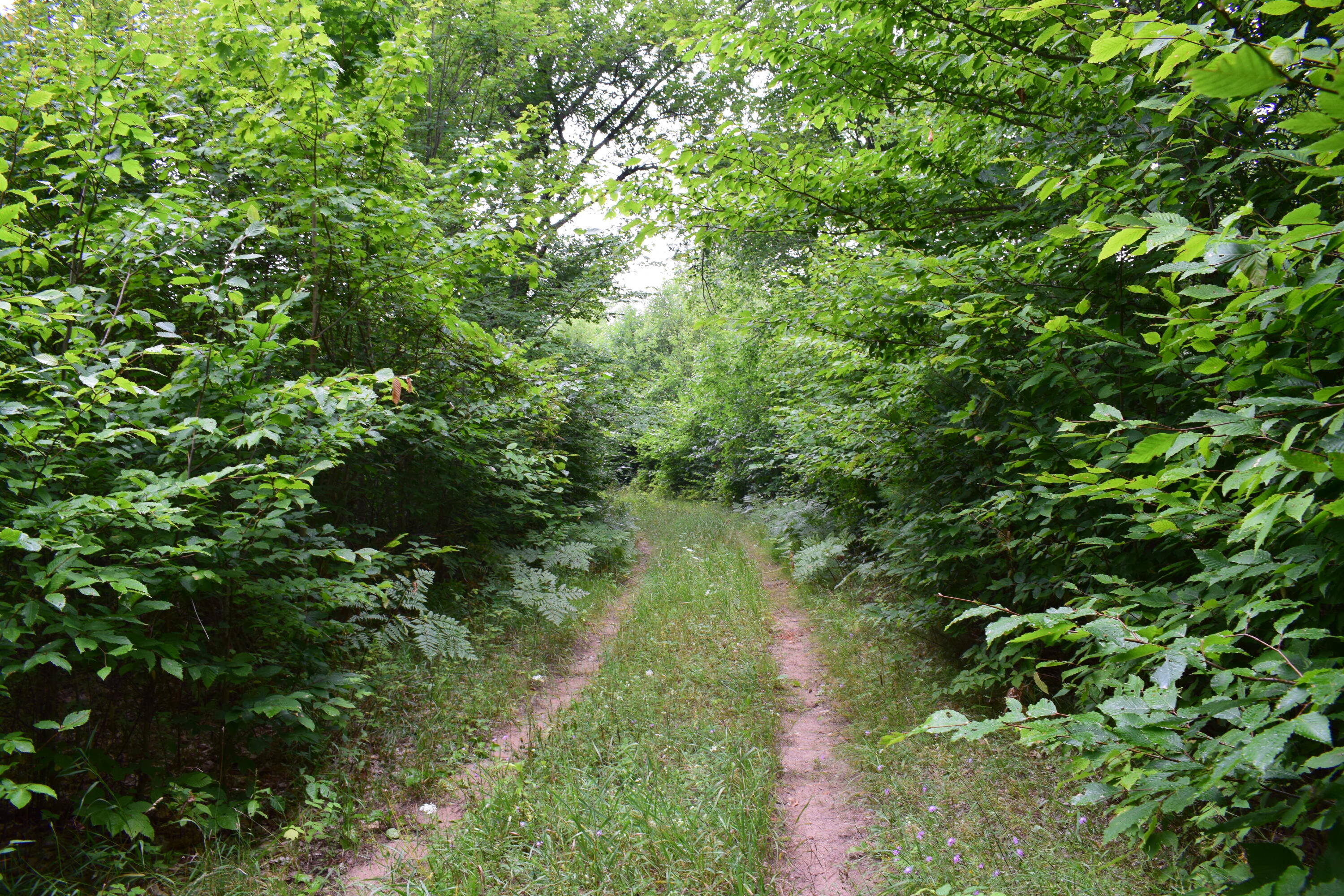 5190 Schoedel Road Manistee, MI 49660 - Photo 1 of 15 DSC_0001