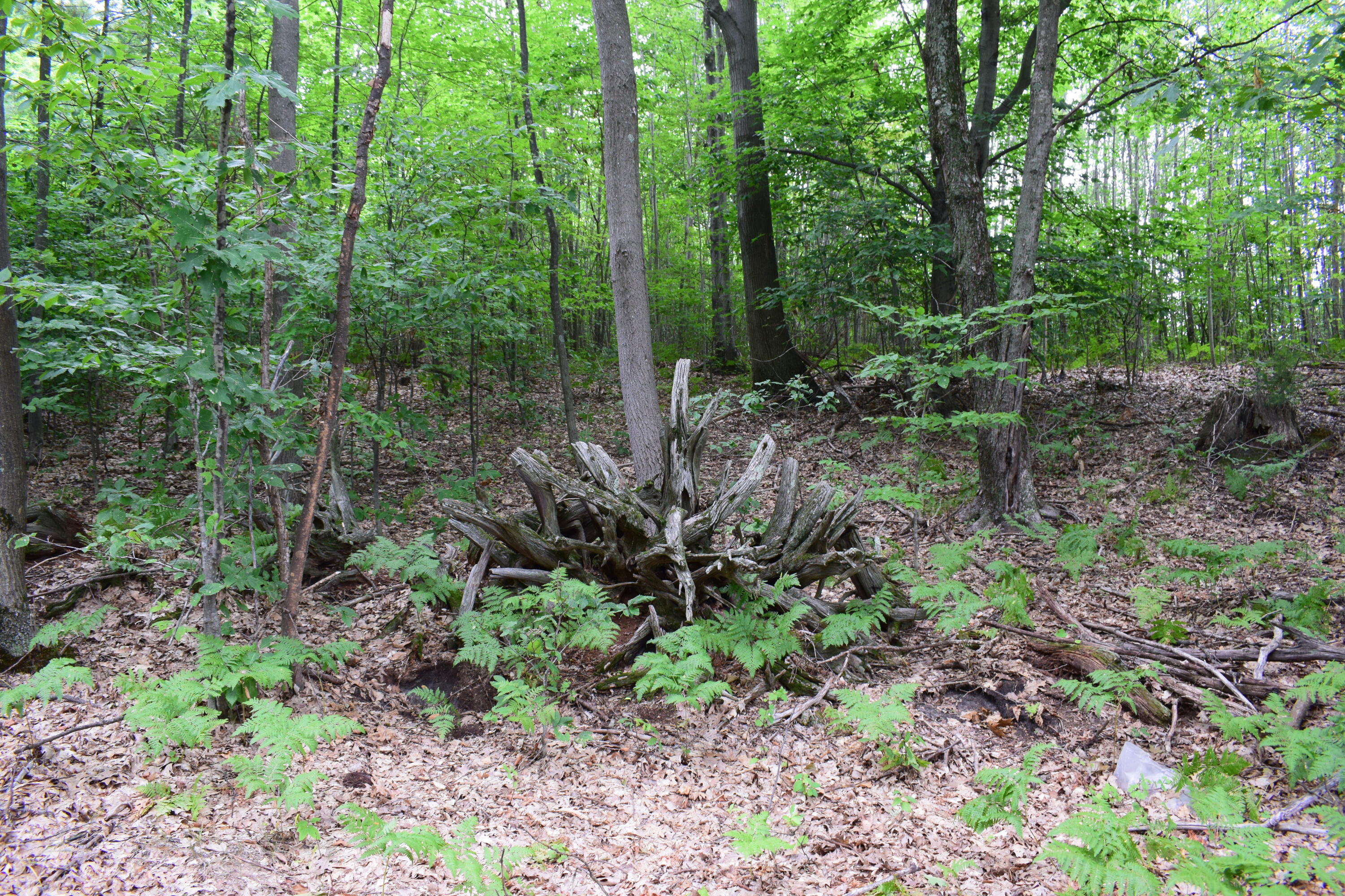 5190 Schoedel Road Manistee, MI 49660 - Photo 15 of 15 DSC_0012