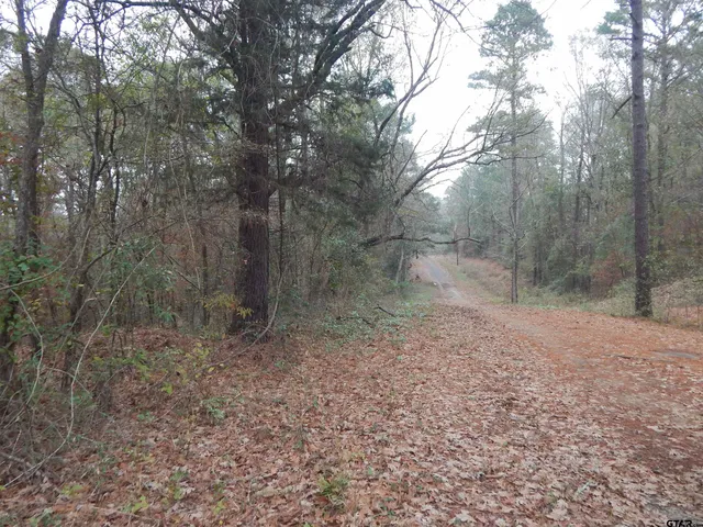 a view of a forest with trees in the background