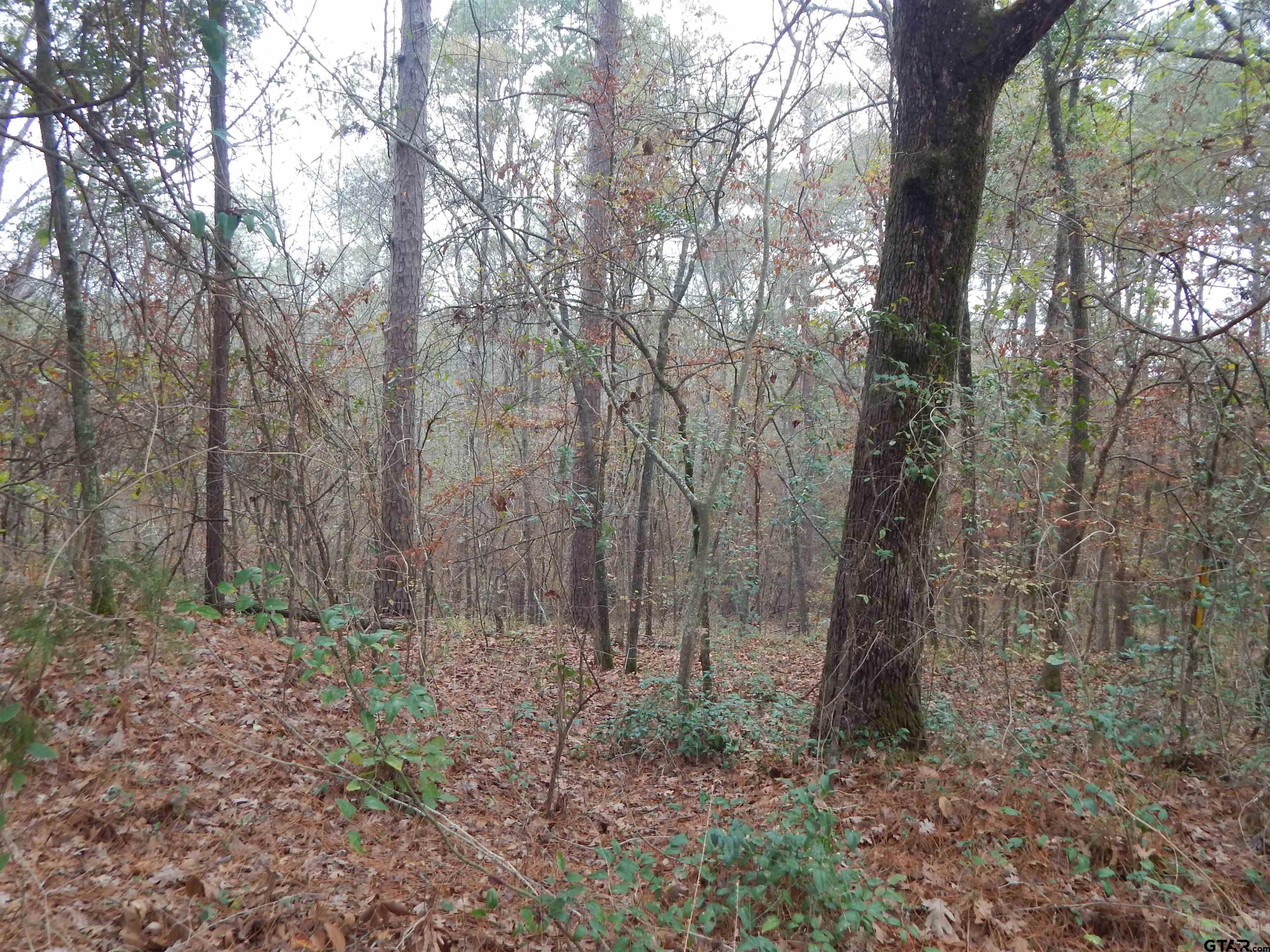 Tbd Tbd Ashwood Gilmer, TX 75645 - Photo 3 of 9 a view of forest