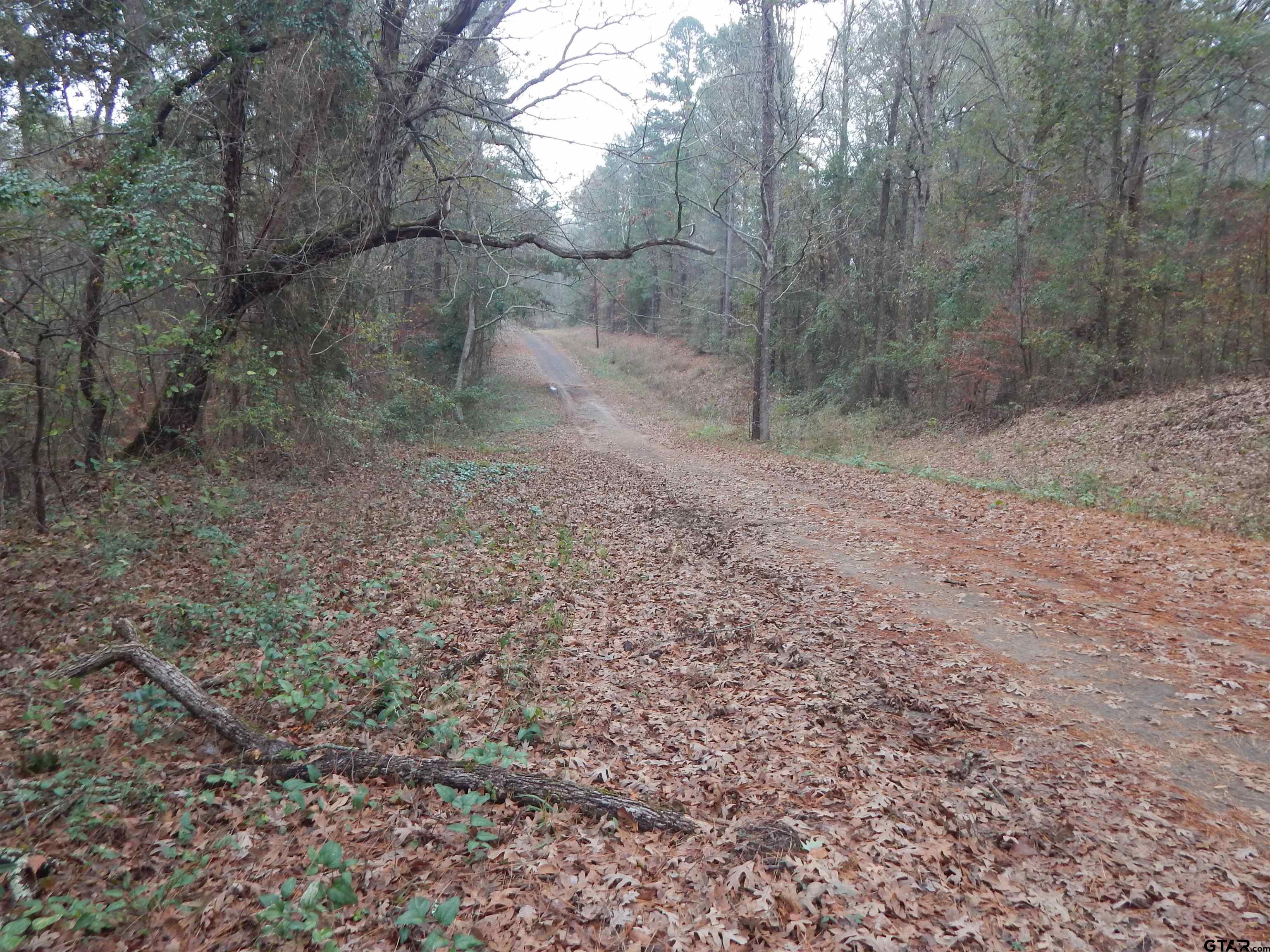 Tbd Tbd Ashwood Gilmer, TX 75645 - Photo 4 of 9 a view of a yard with a tree