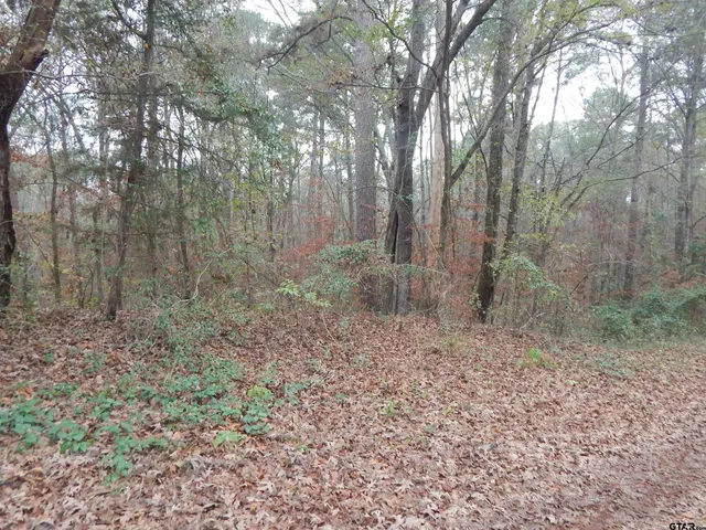 a view of a forest with trees in the background