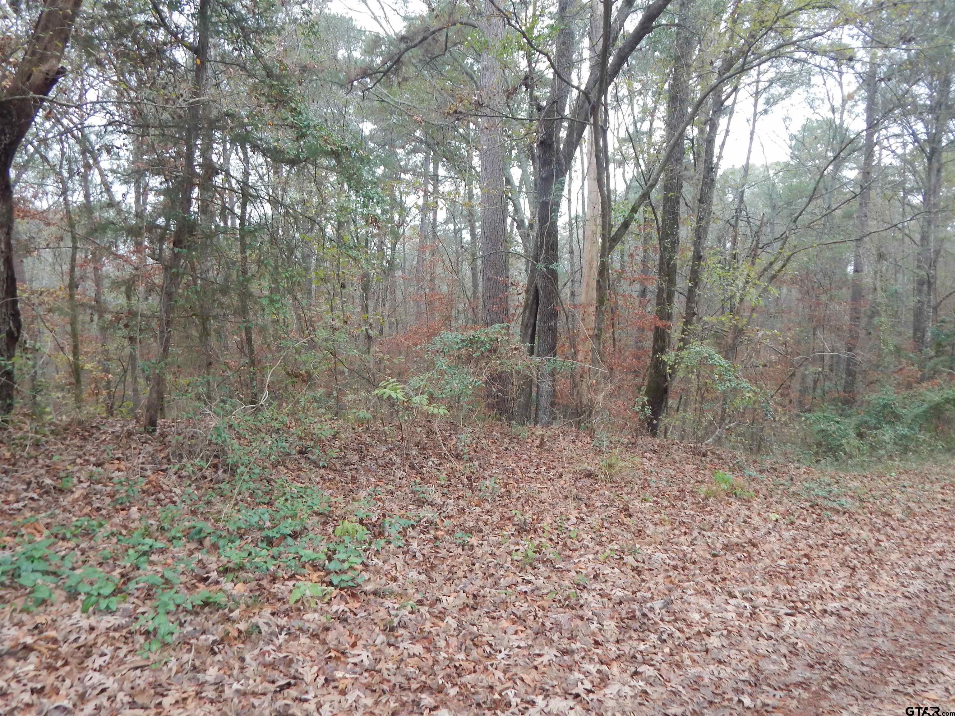 Tbd Tbd Ashwood Gilmer, TX 75645 - Photo 5 of 9 a view of a forest with trees in the background