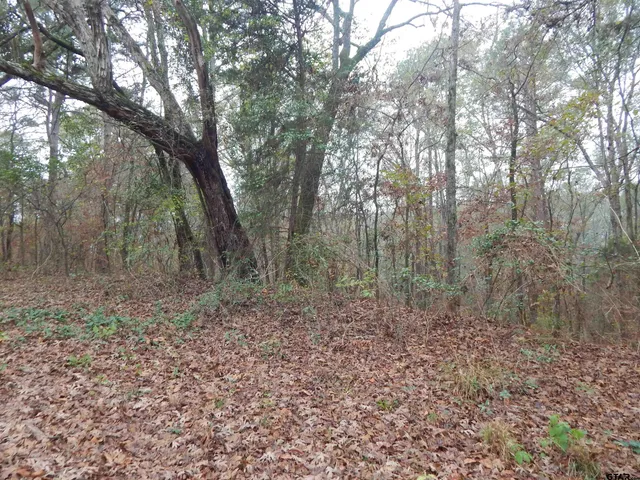 a view of a forest with trees