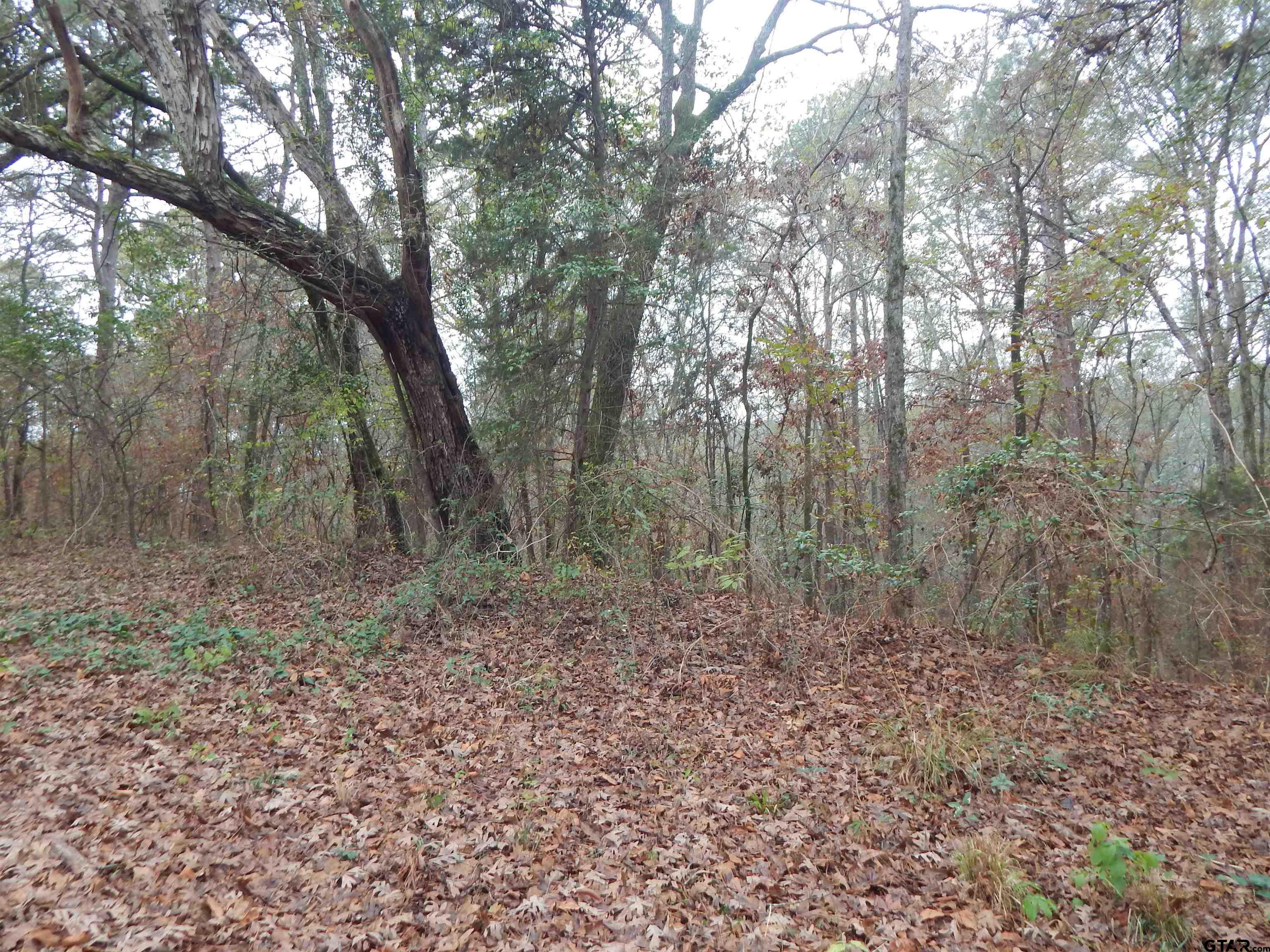 Tbd Tbd Ashwood Gilmer, TX 75645 - Photo 6 of 9 a view of a forest with trees