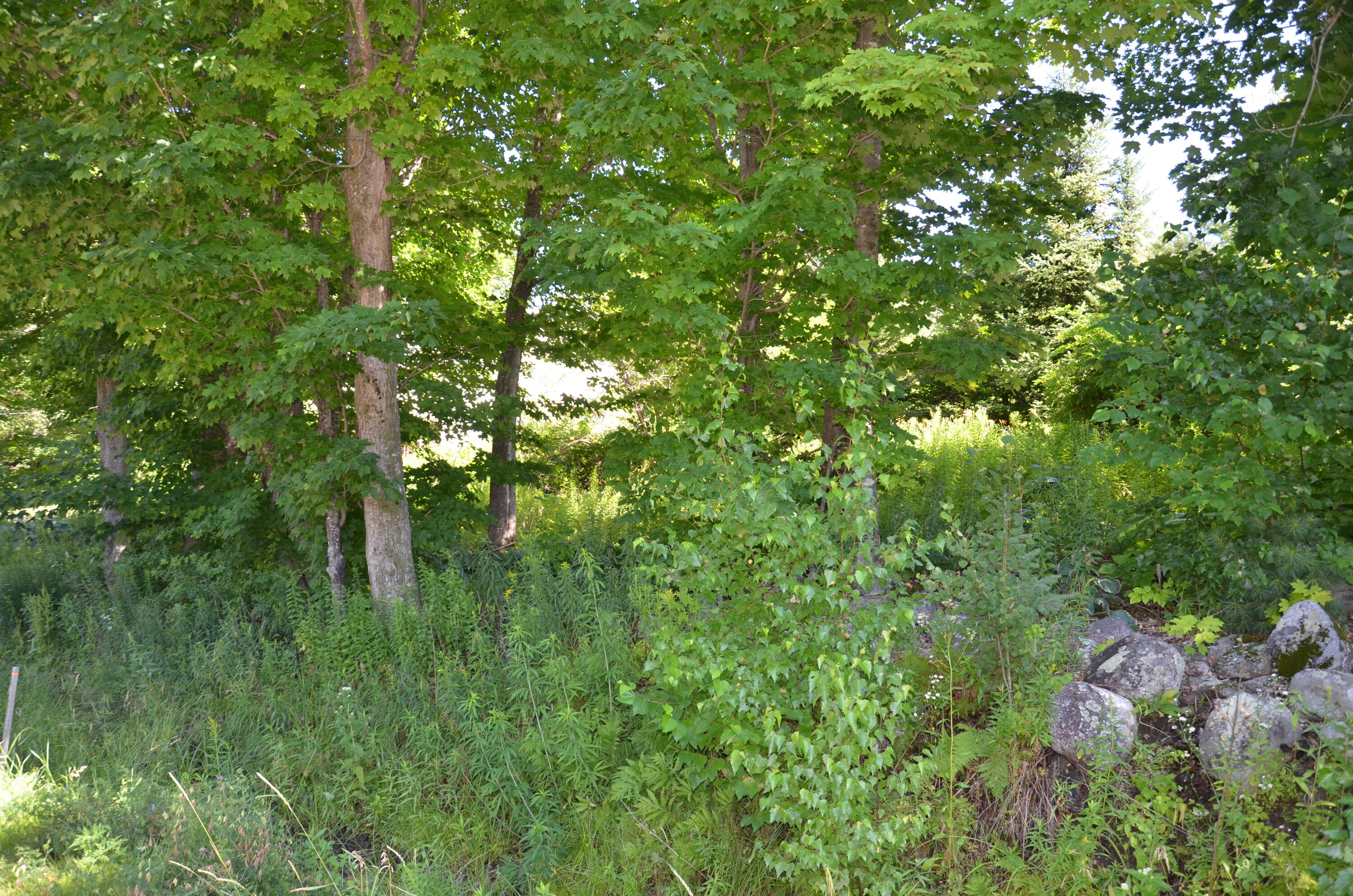 222 Streaked Mountain Road Paris, ME 04281 - Photo 9 of 77 DSC_8577