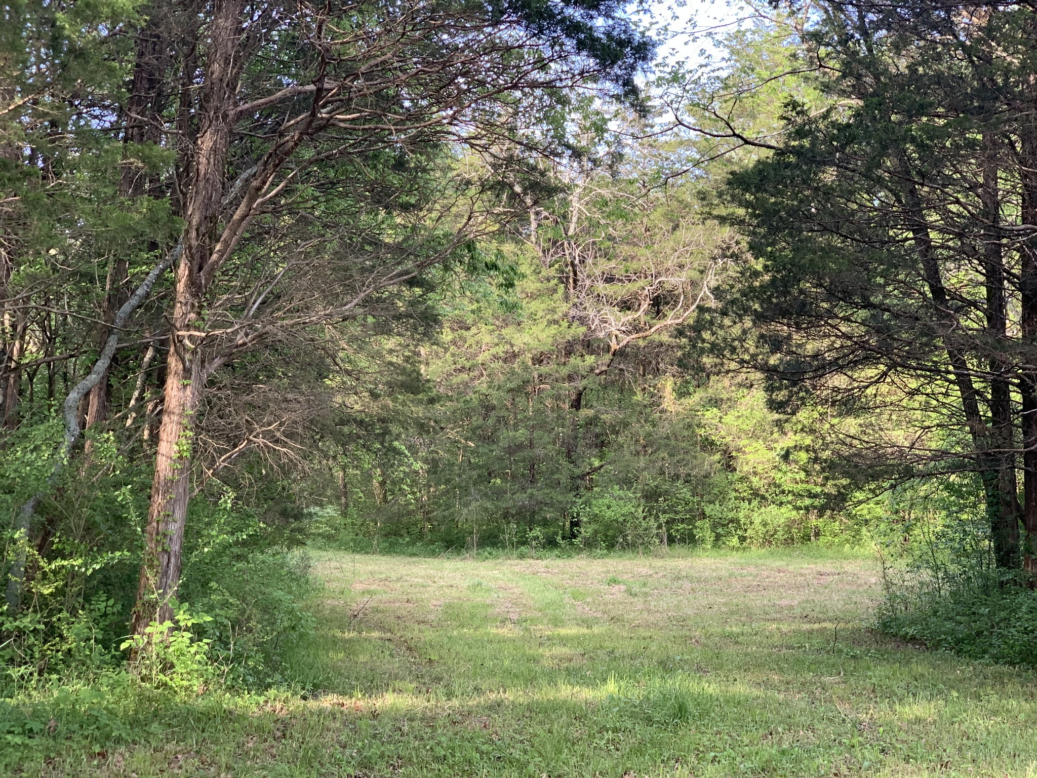 0 Murfreesboro Road South Lebanon, TN 37090 - Photo 22 of 27 a view of outdoor space with trees all around