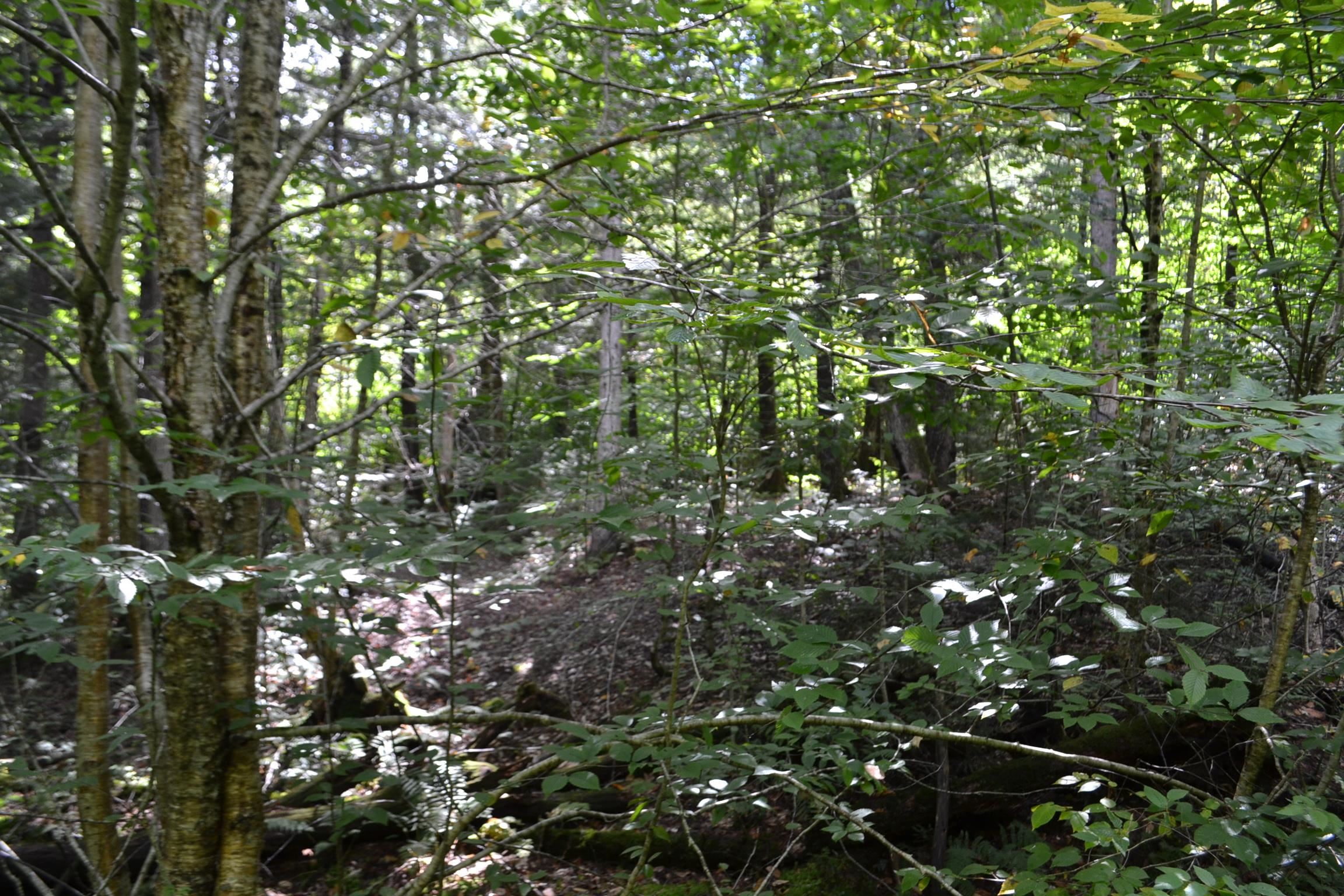 1244 Elmore Road Worcester, VT 05682 - Photo 17 of 18