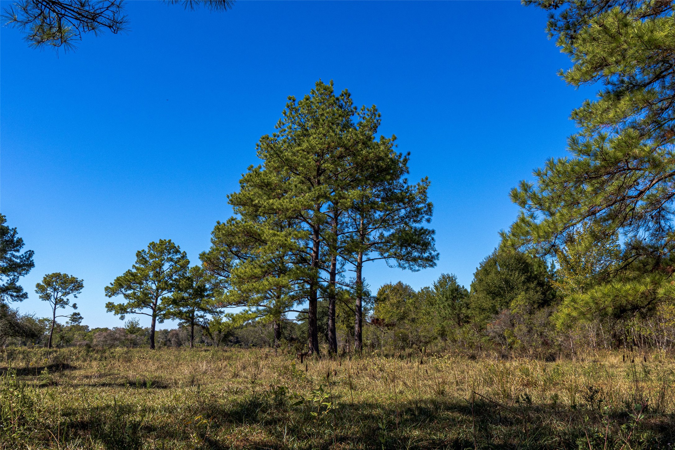 Tbd Gentry Road Beaumont, TX 77713 - Photo 9 of 14