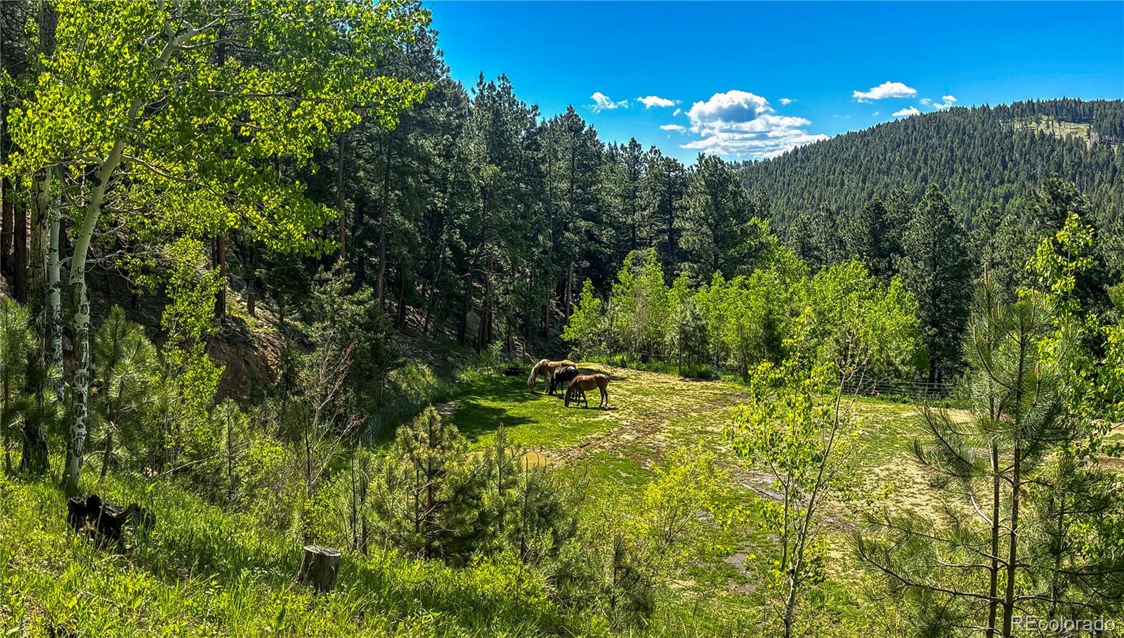 20951 Pleasant Park Road Conifer, CO 80433 - Photo 44 of 50