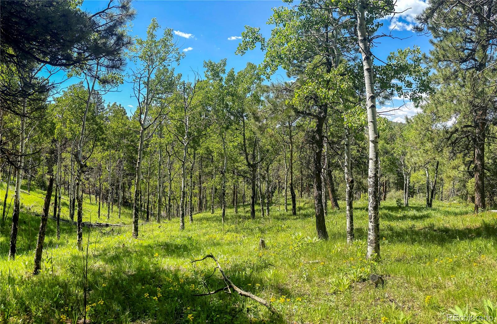 20951 Pleasant Park Road Conifer, CO 80433 - Photo 45 of 50