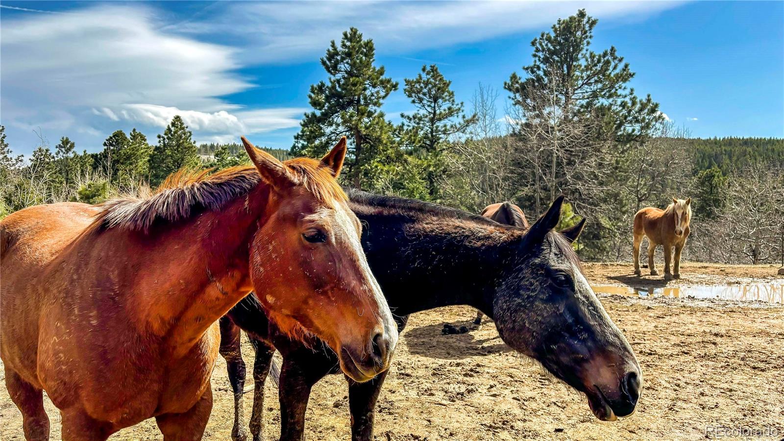 20951 Pleasant Park Road Conifer, CO 80433 - Photo 48 of 50