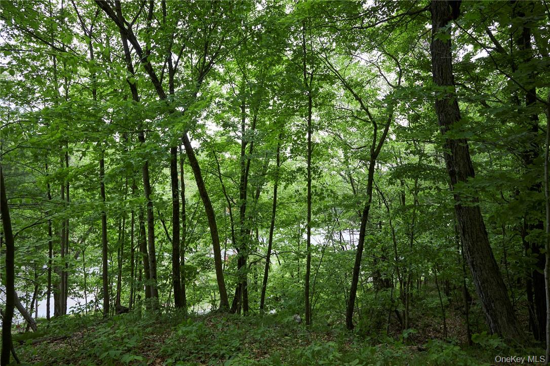 425 Spring Lake Road Red Hook, NY 12571 - Photo 16 of 23 a view of forest