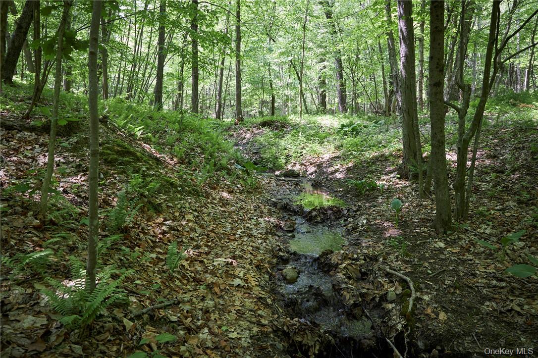 425 Spring Lake Road Red Hook, NY 12571 - Photo 19 of 23 a view of forest
